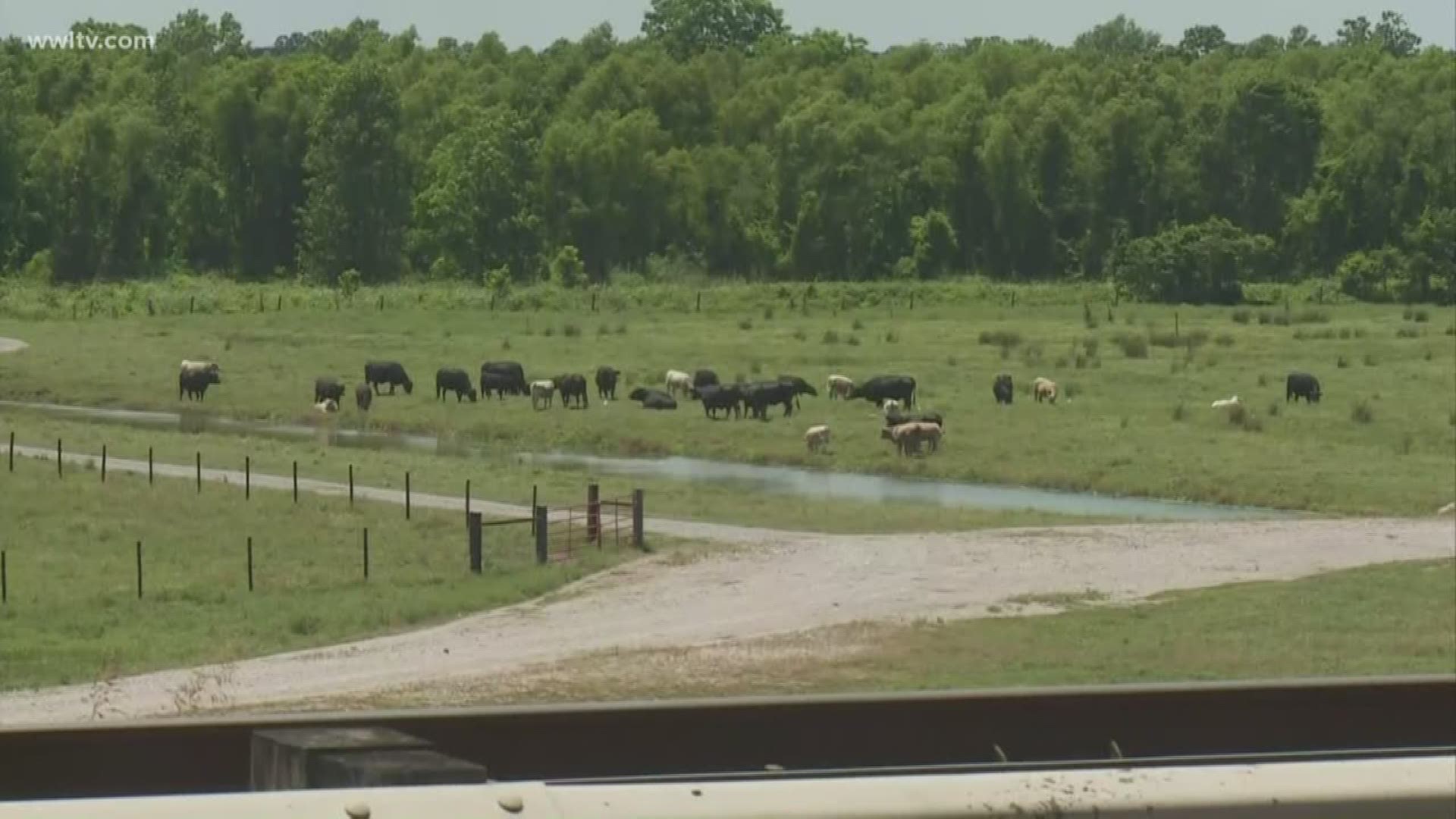While water splashes against the Morganza Spillway structure, on the other side, cattle are roaming the fields.