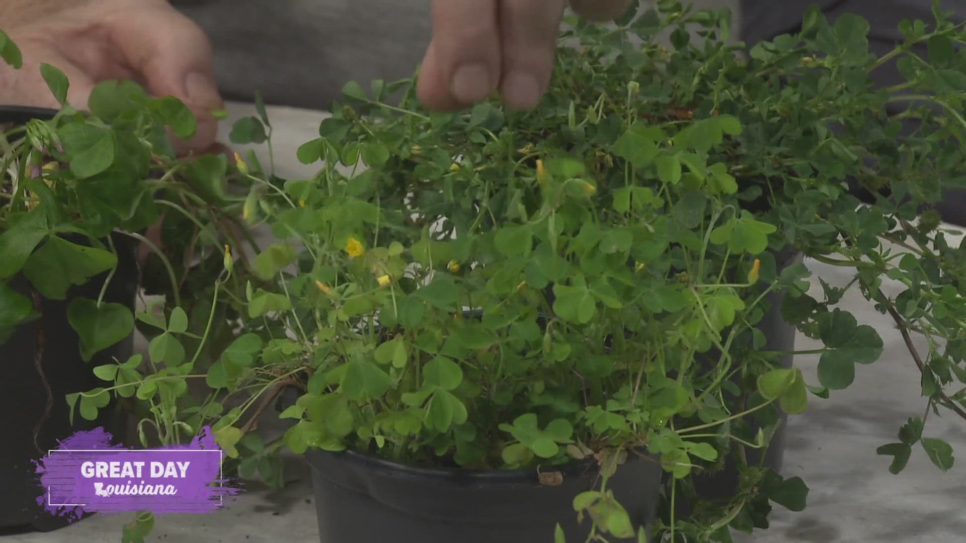 The LSU AgCenter shares a lesson in shamrocks and other green plants, right in time for St. Patrick's Day.