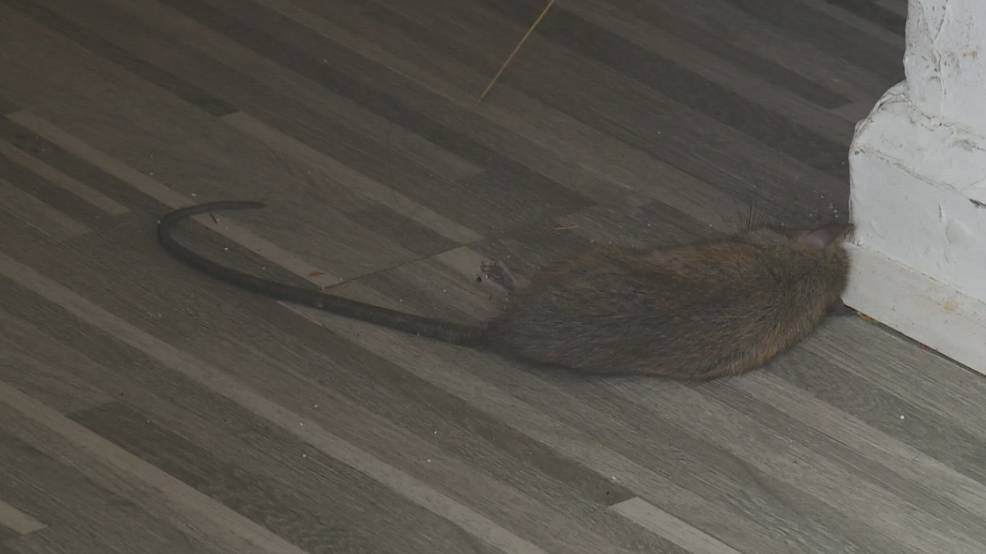 New Orleans tenant says after finding a rodent in bed with her, she left her apartment and hasn't returned back.