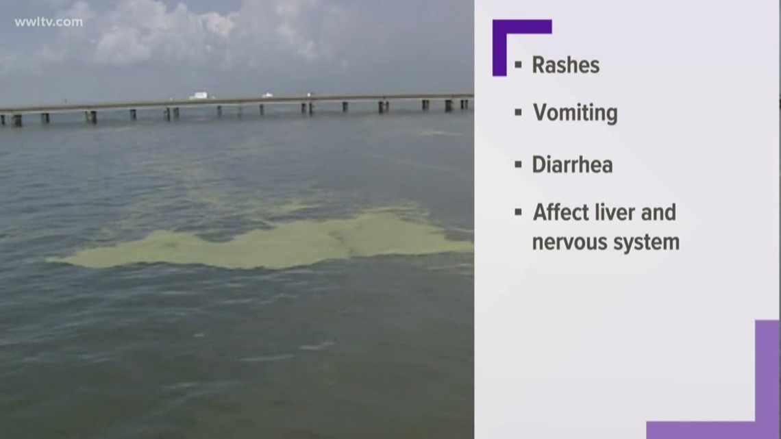 Large algae bloom in Lake Pontchartrain