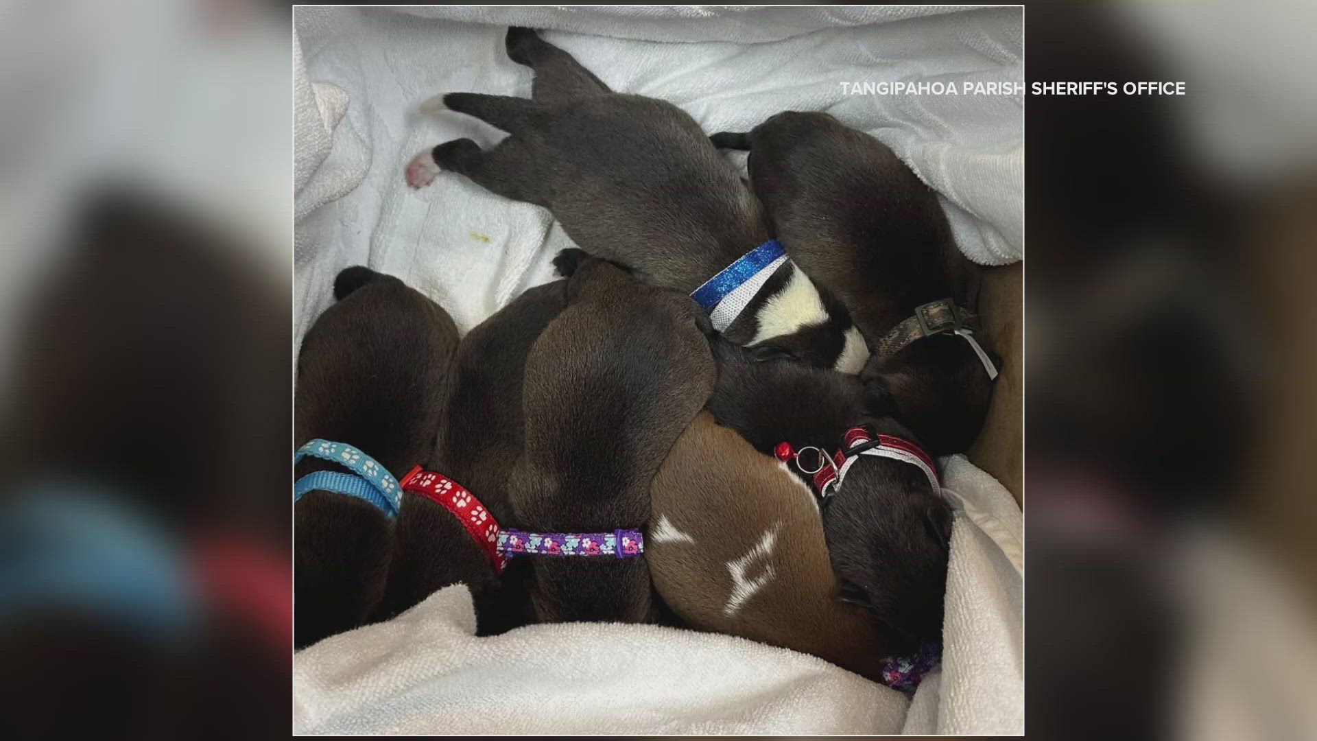 ​Several abandoned newborn puppies are now in a warm shelter after they were found on the side of the highway in Natalbany on Friday.