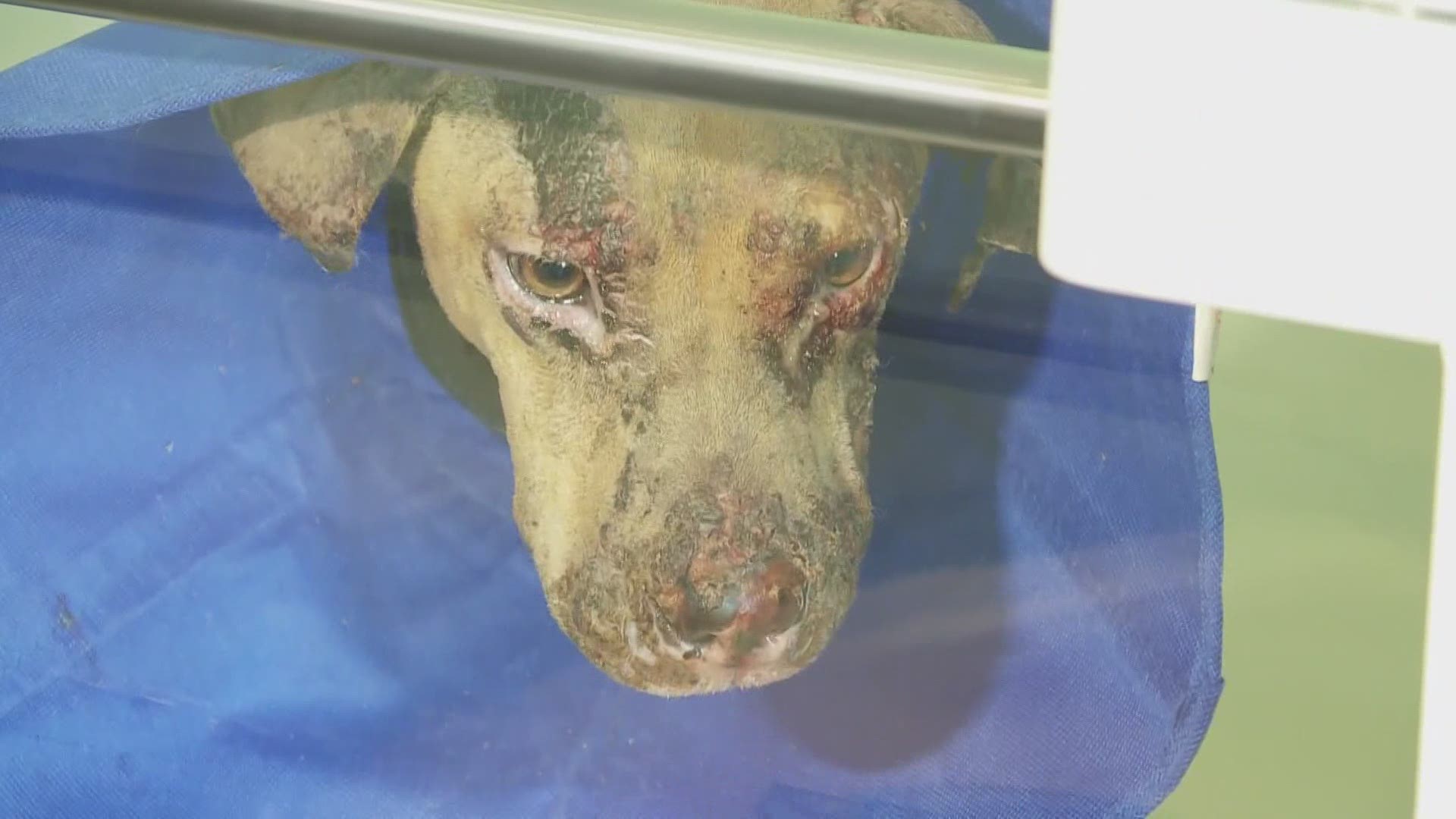 Sadie, the dog that survived a kennel fire, is on the road to recovery.