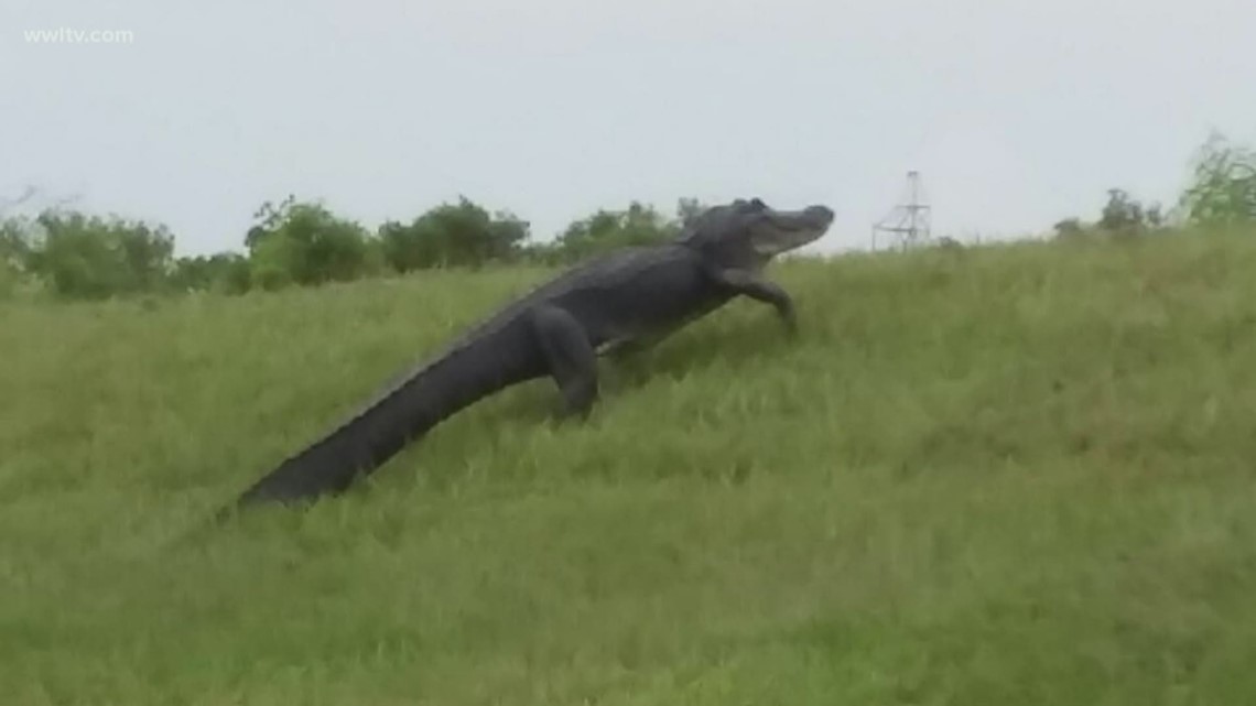 There was another alligator sighting Tuesday in one New Orleans East neighborhood. Residents say it's happening more and more.