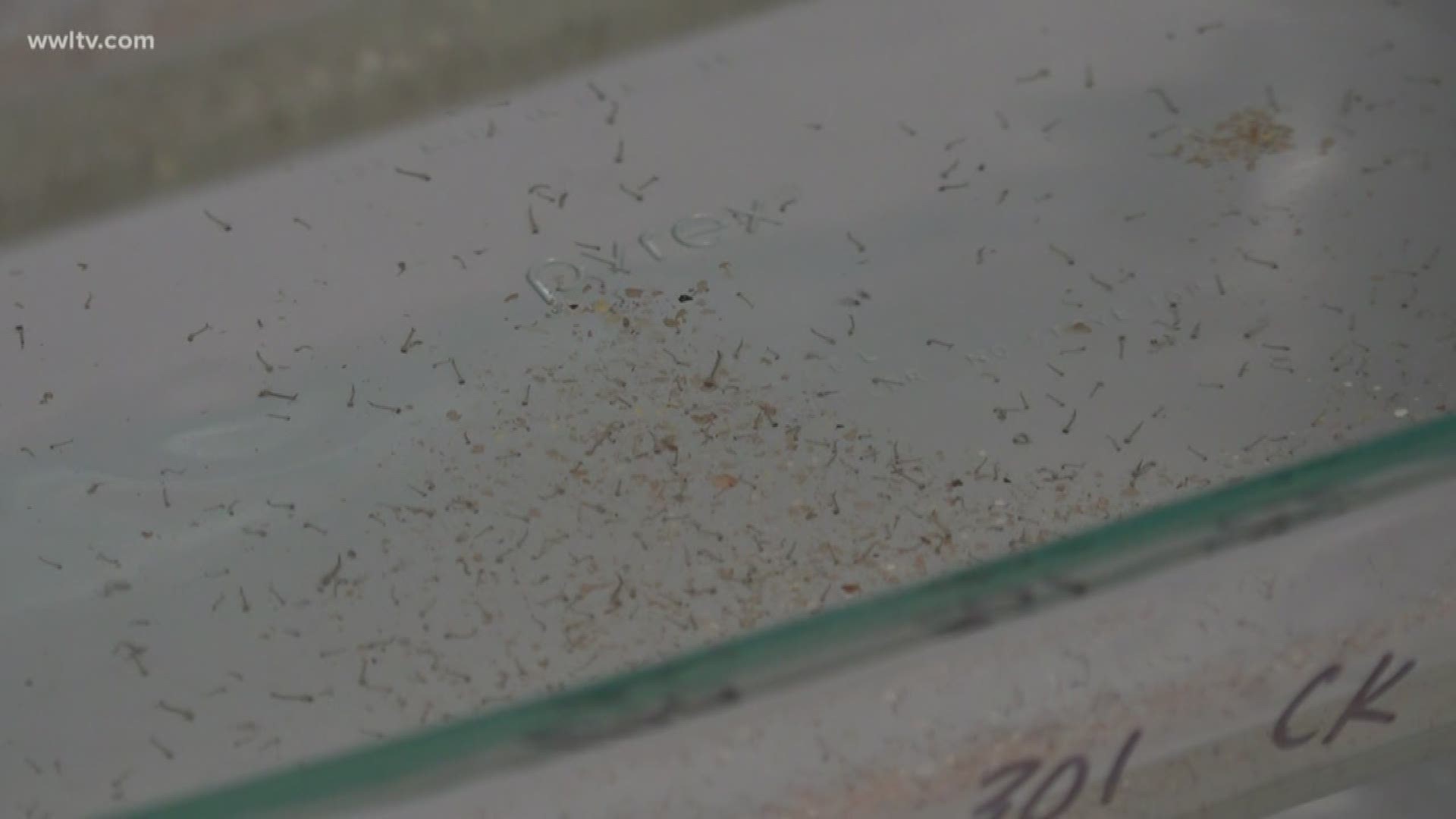 Mosquitoes are already thriving in these hot summer months and with all the rain brought in this weekend, the problem could get worse.