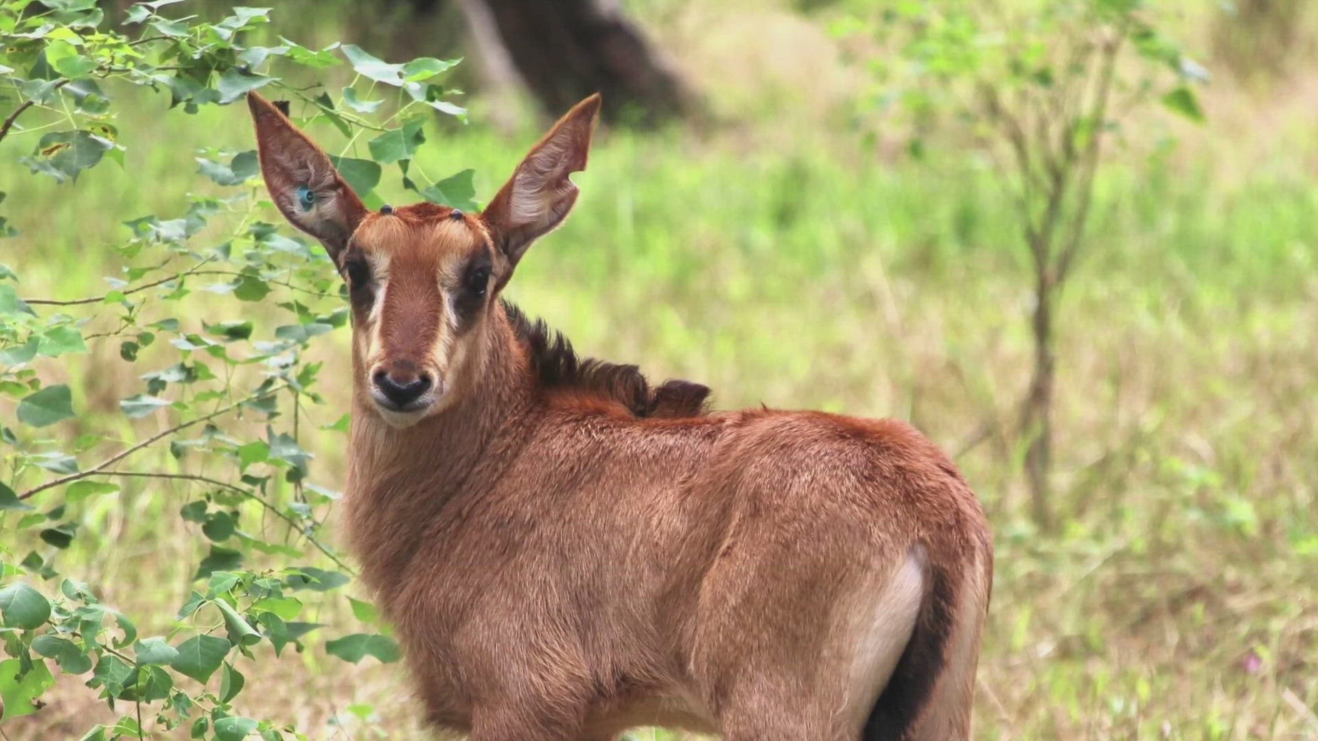 This is "Ribbit" – a South African sable antelope. Audubon says he was born on July 30th, but his birth was just announced.