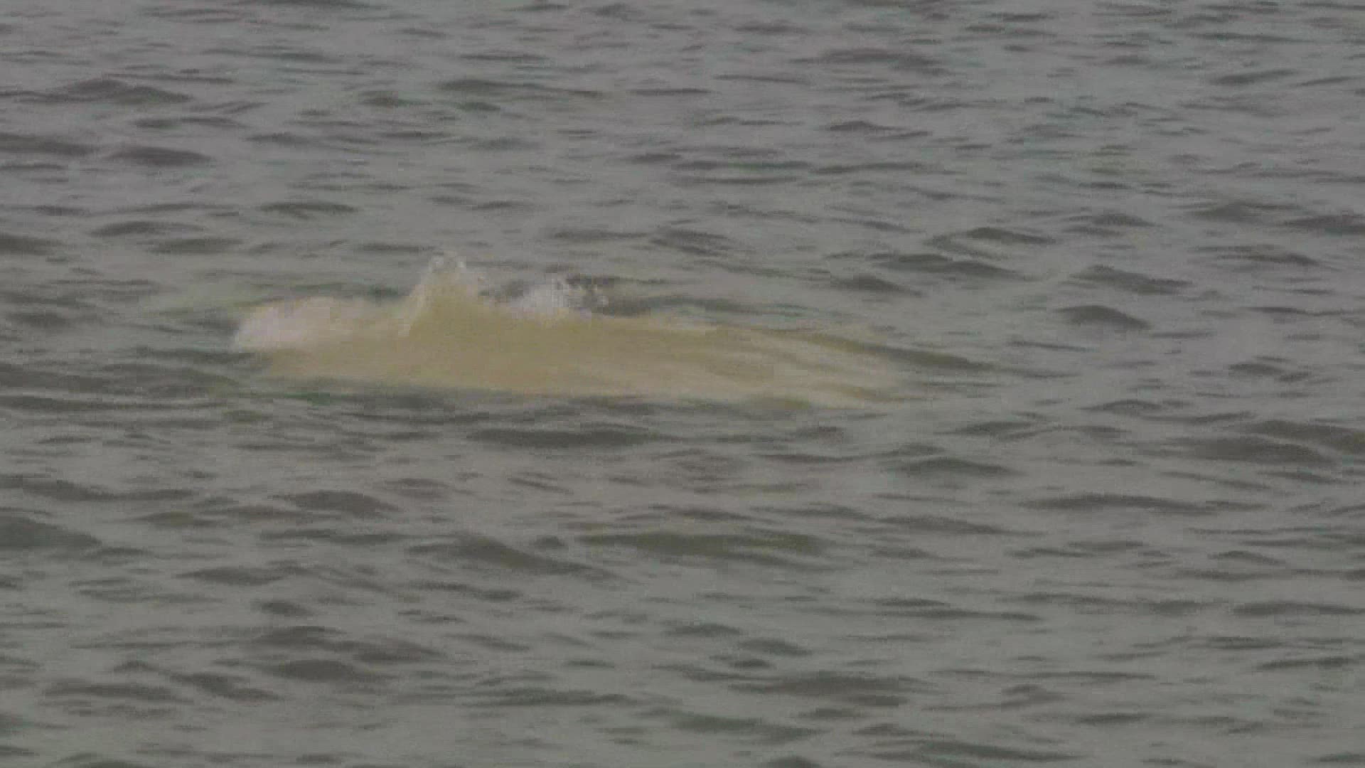 Driver rescued after car goes airborne, plunges into Lake Pontchartrain