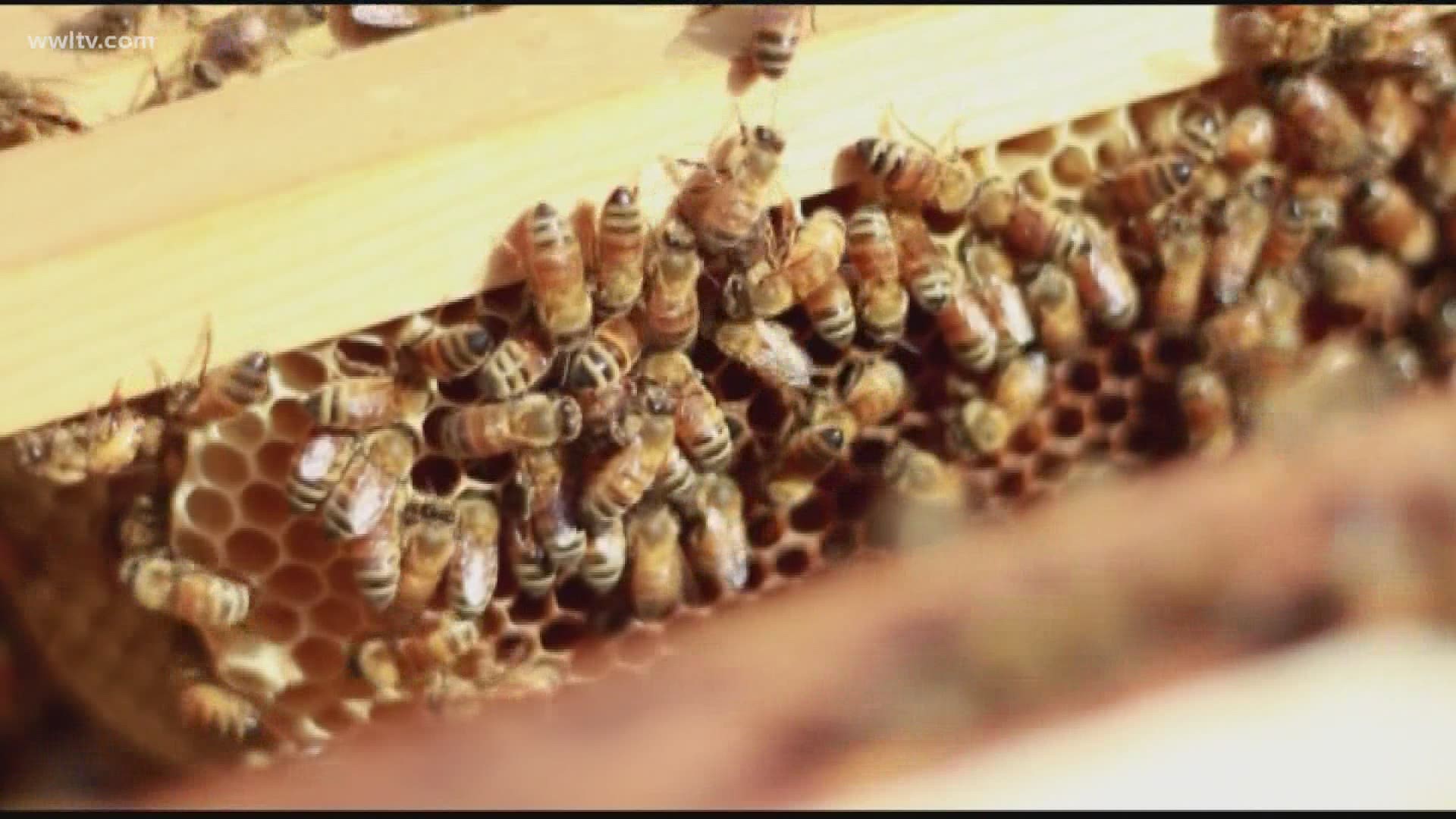Study shows that honeybee venom can kill breast cancer cells, animal studies are now being done.