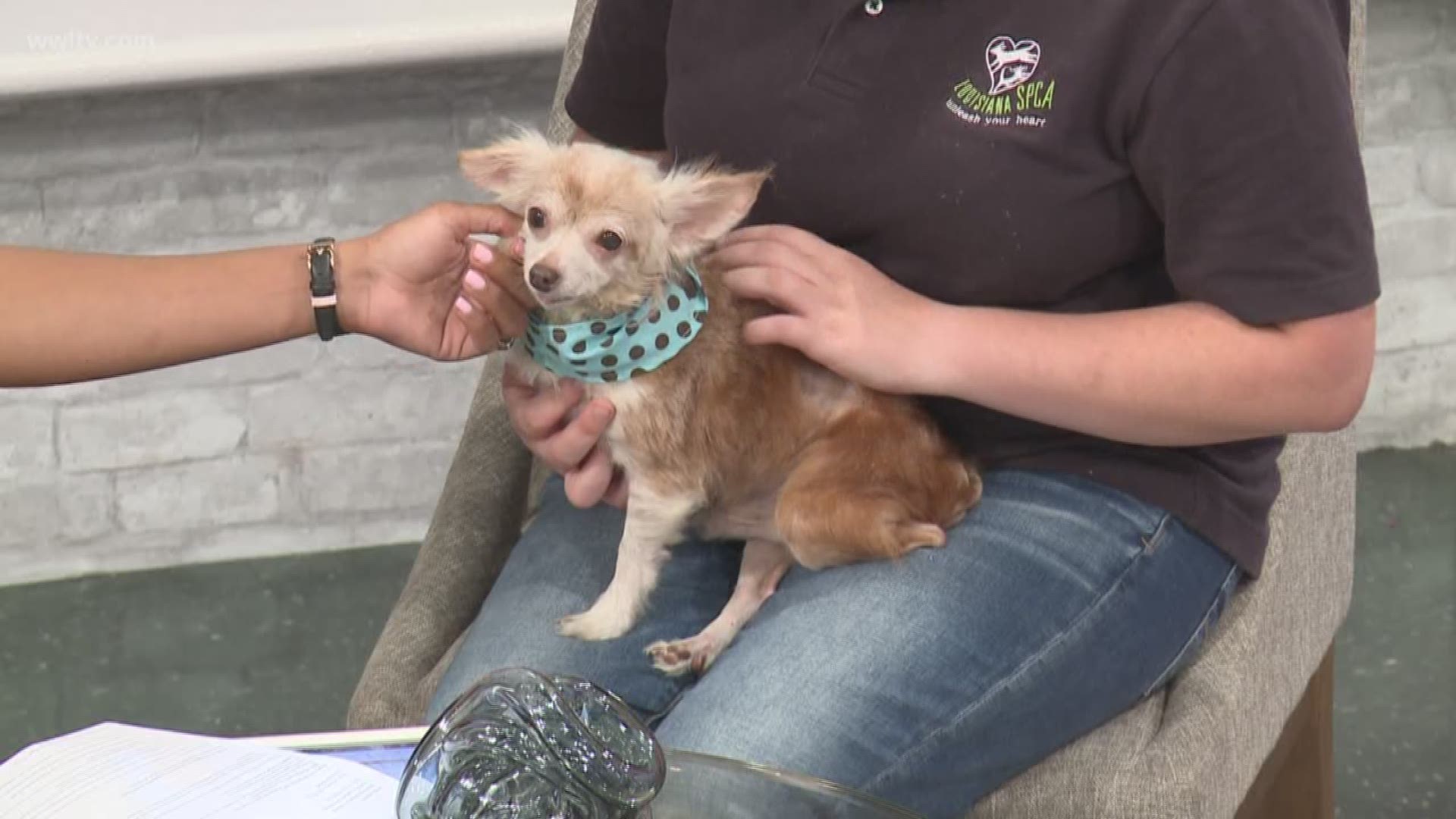 Ashley Easterly with the Louisiana SPCA is here to answer if it is illegal to leave your pets out in the heat.