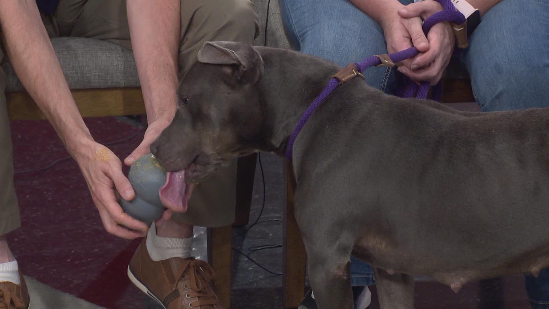 The Inner Pup hosting free heartworm test event