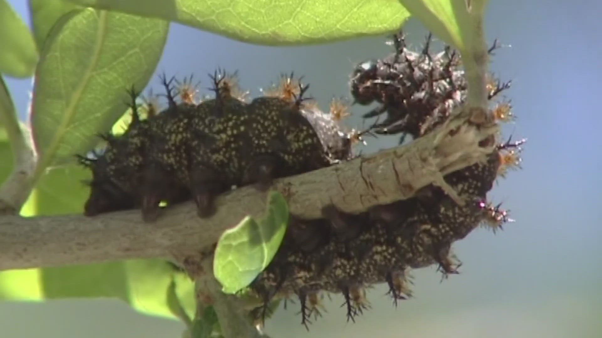 Much to the chagrin of WWL-TV anchor Charisse Gibson, Buck Moth Caterpillar season has returned to New Orleans.