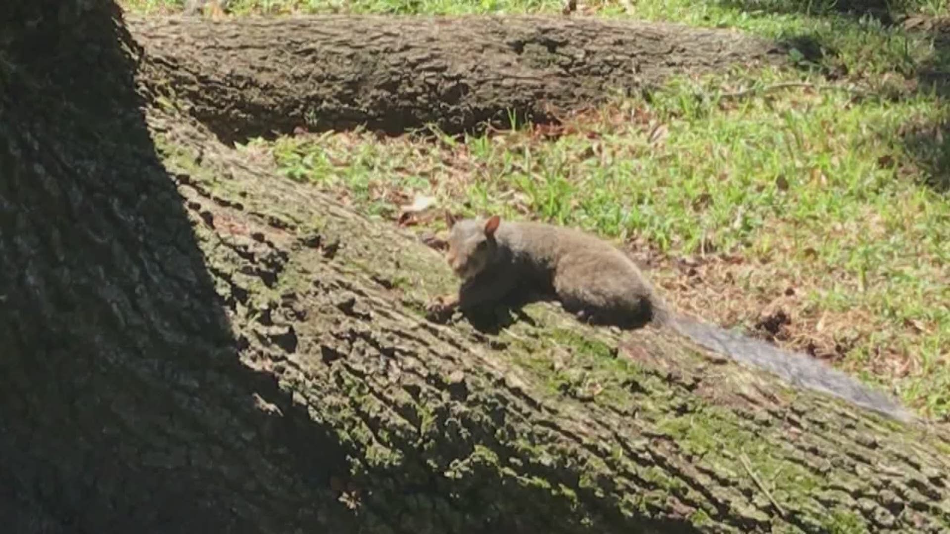 At least four attacks by aggressive squirrels have been reported in Lake Vista - two of them near or on St. Pius Church grounds.