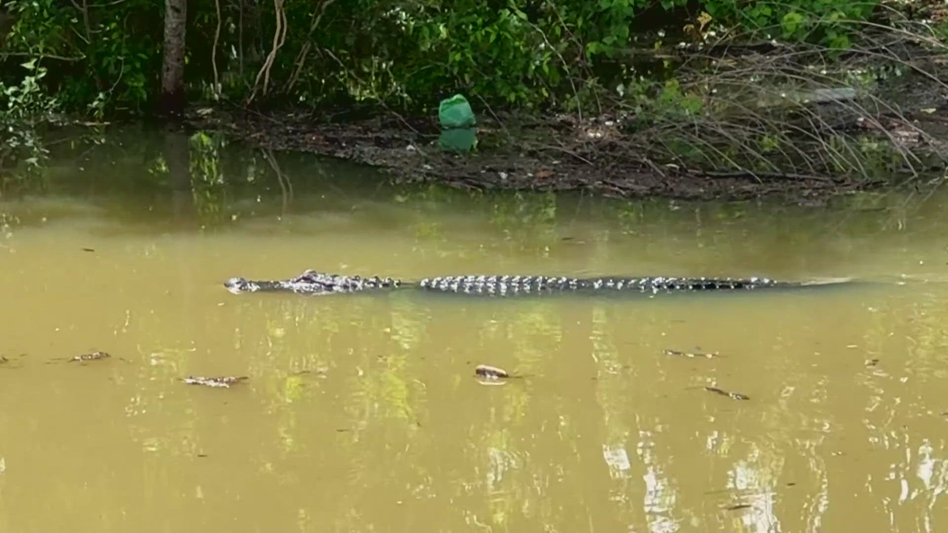Wildlife sightings are increasing as rising water levels flood the batture along the levee.
