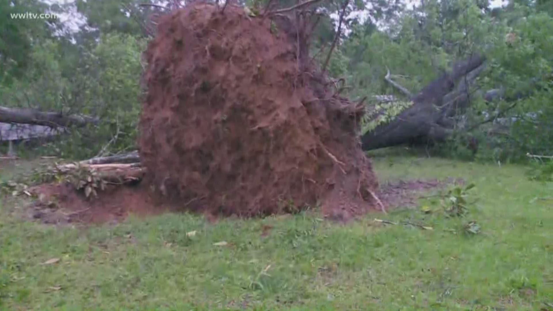 Officials believe a tornado touched down in Tangipahoa Parish, ripping trees up from their roots. Thankfully, no injuries have been reported.