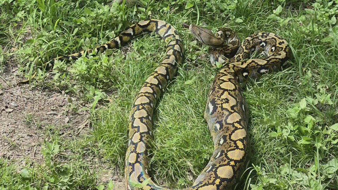 Houma man finds giant python in backyard | wwltv.com image.