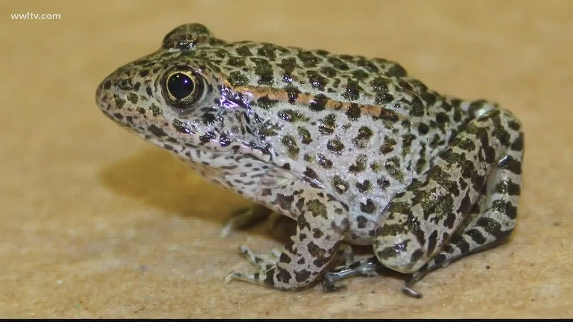 A court case that has been seven years in the making will hit the U.S. Supreme Court this fall. It pits the rights of a frog that some say doesn't even live in the state vs. a man who wants to develop his own land.