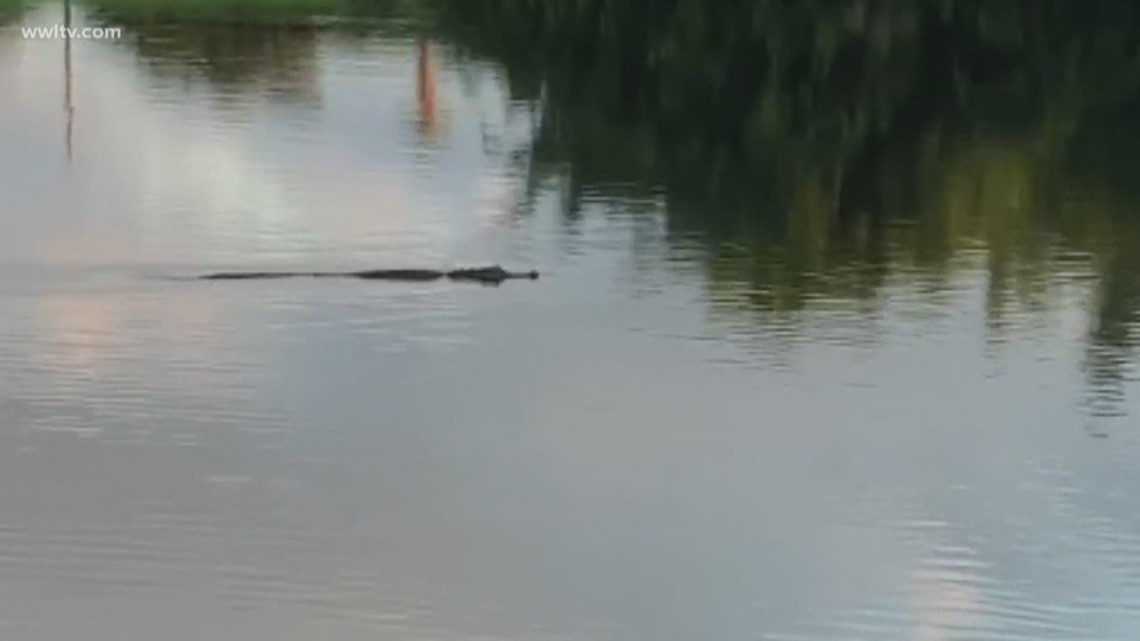 Alligator spotted in residential area of New Orleans | wwltv.com