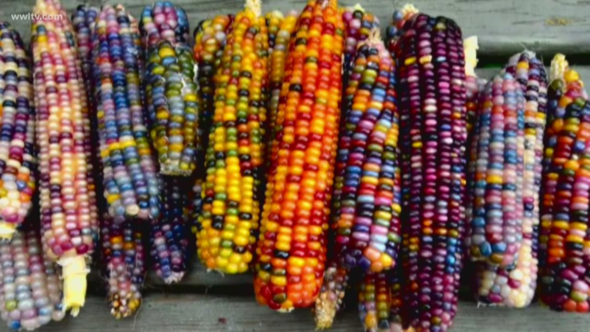 Are you looking to grown your own Ornamental Corn?