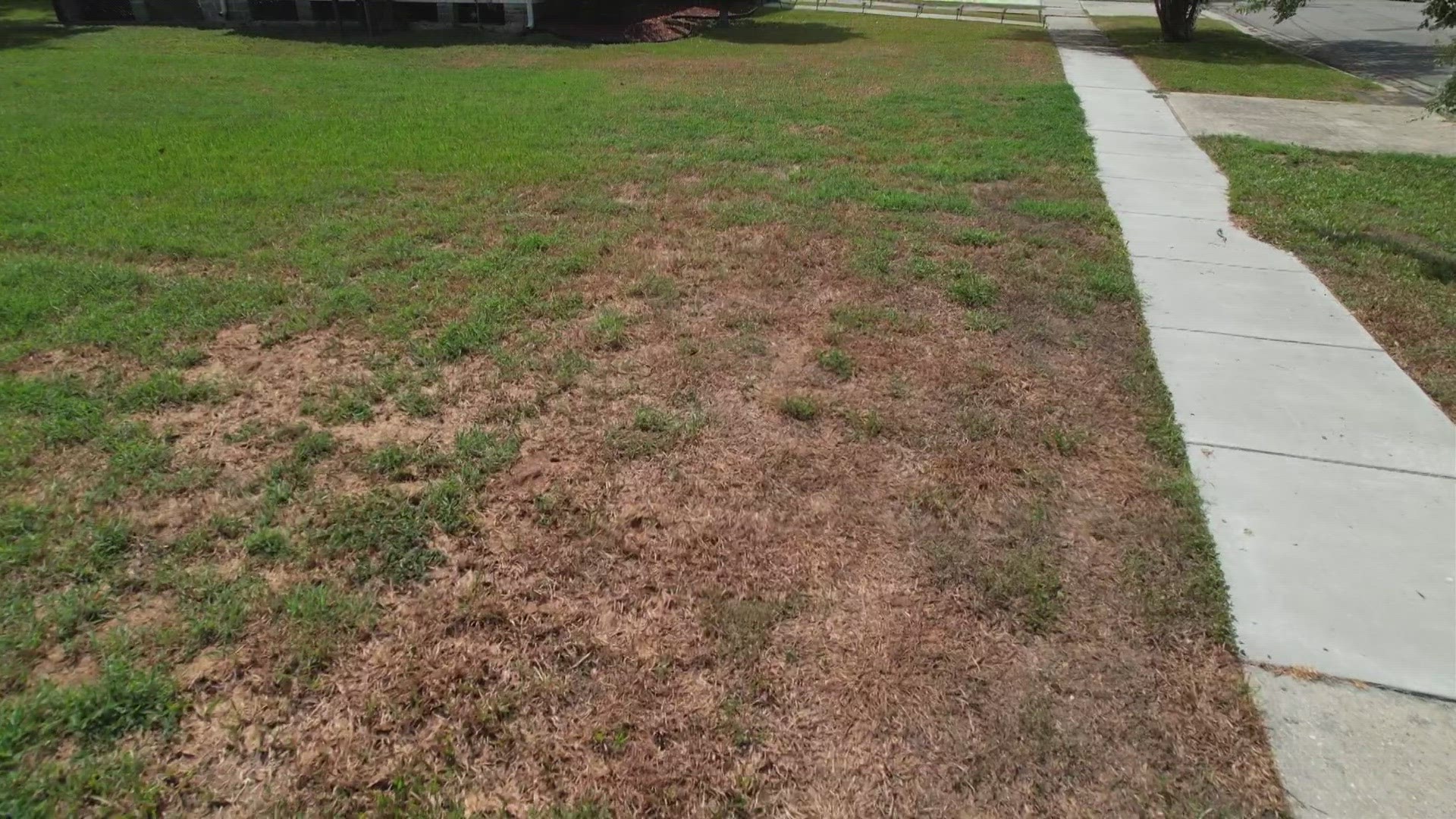 We talk to an expert who tells us why so many lawns are brown and lets us know if there is anything we can do about it.