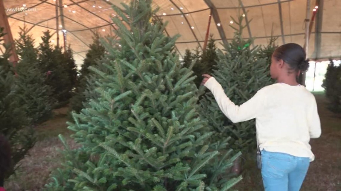 National Christmas tree shortage means prices may be up