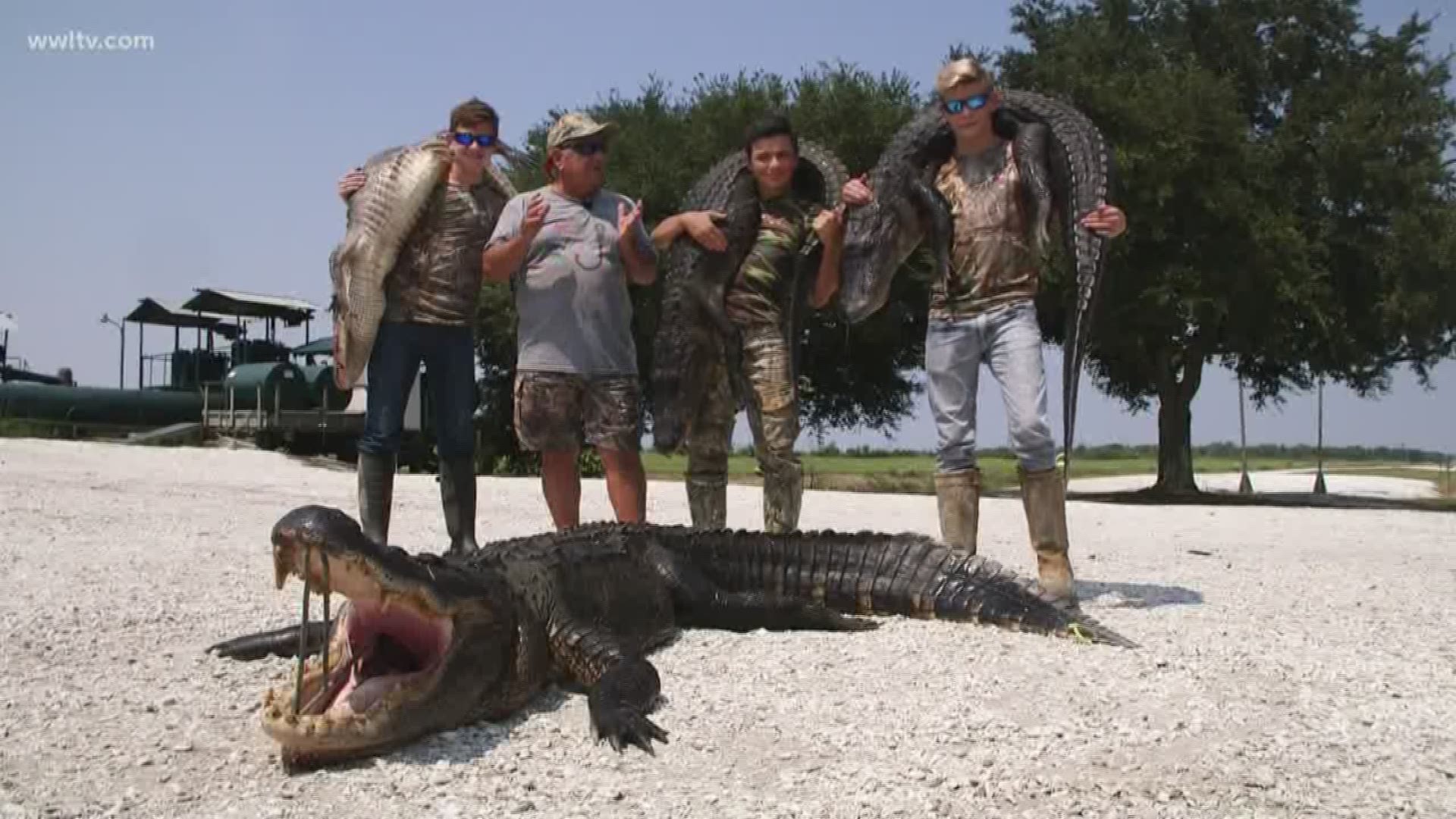 Hunting for alligators is popular in south Louisiana, but unlike casting a line for fish, hauling in an alligator has some element of danger.