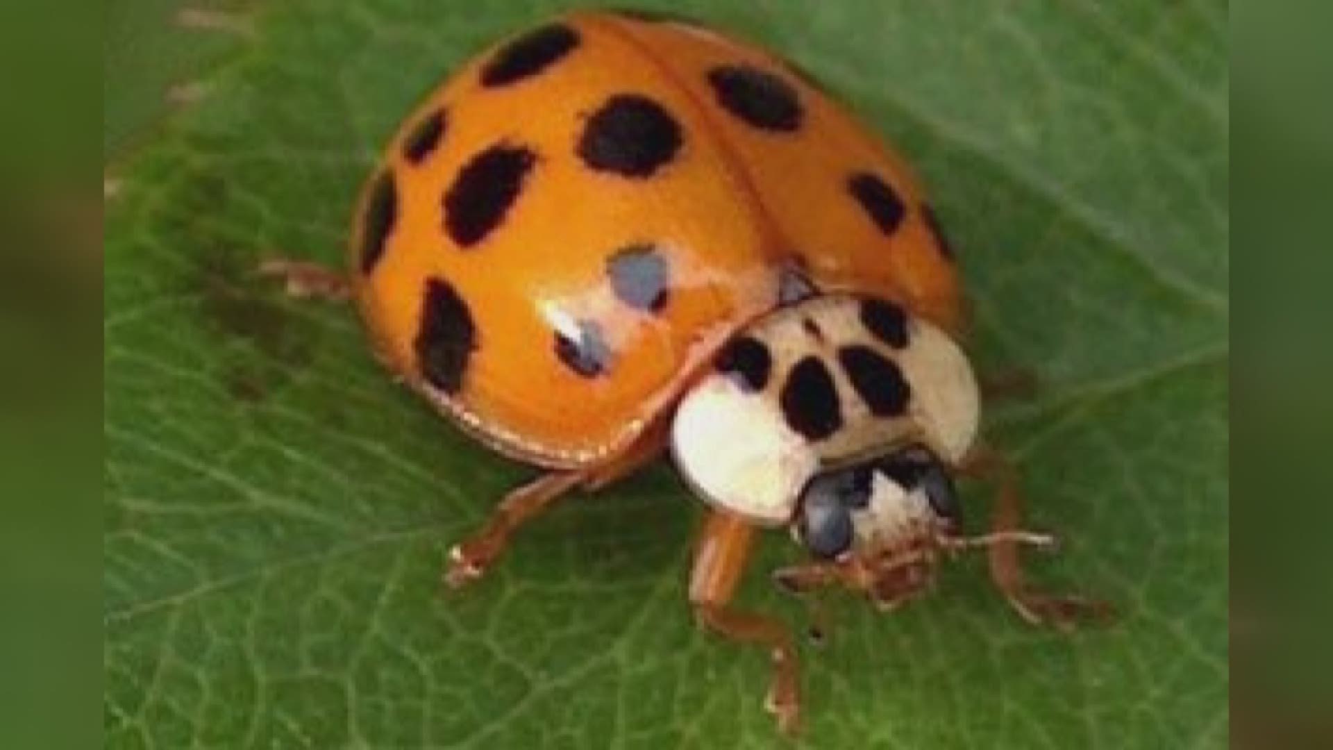 There is an invasion of the Asian Lady Beetle underway in South Louisiana. The weather has them on the move and in many unwanted places like homes, cars and even landing on people.