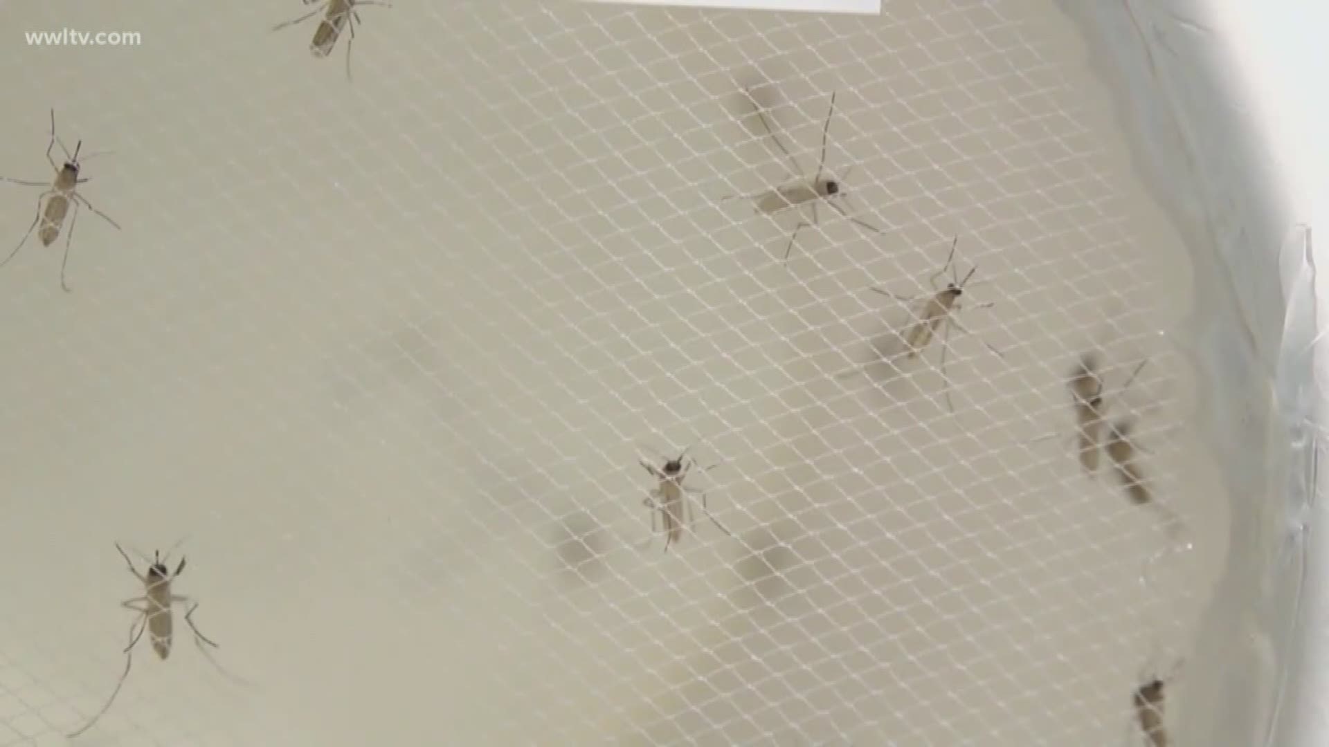 Dr. Wasserman gives us a better understanding of Mosquitoes and what you can do to keep you and your family safe from the viruses they carry.