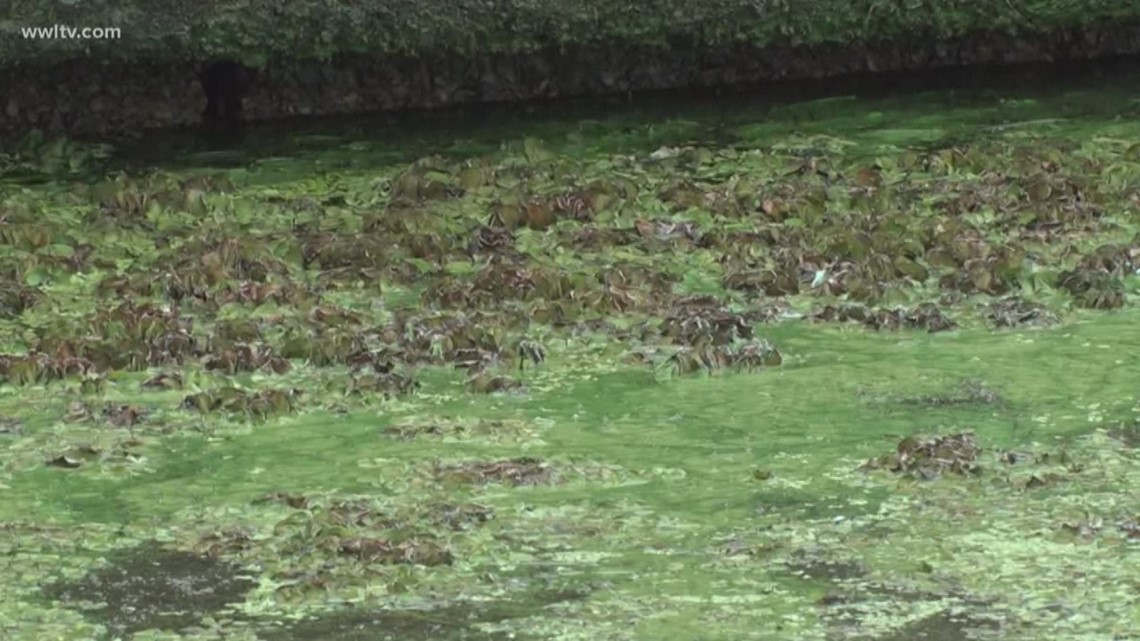 Algae bloom in Lake Pontchartrain could be disturbing the local food