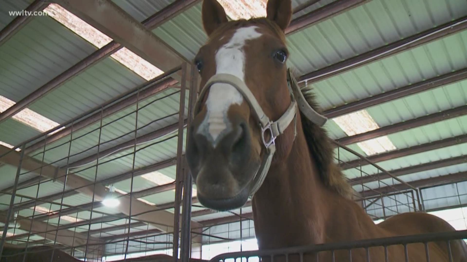 The Humane Society of Louisiana, Cascade Stables and Barney's Farm Sanctuary is teaming up to find new owners for 16 parade horses after Mardi Gras.