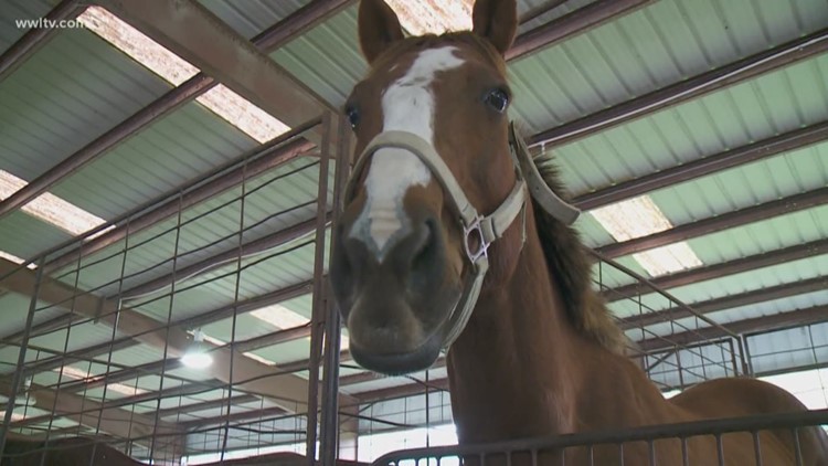 Louisiana offers free microchips to identify saddles