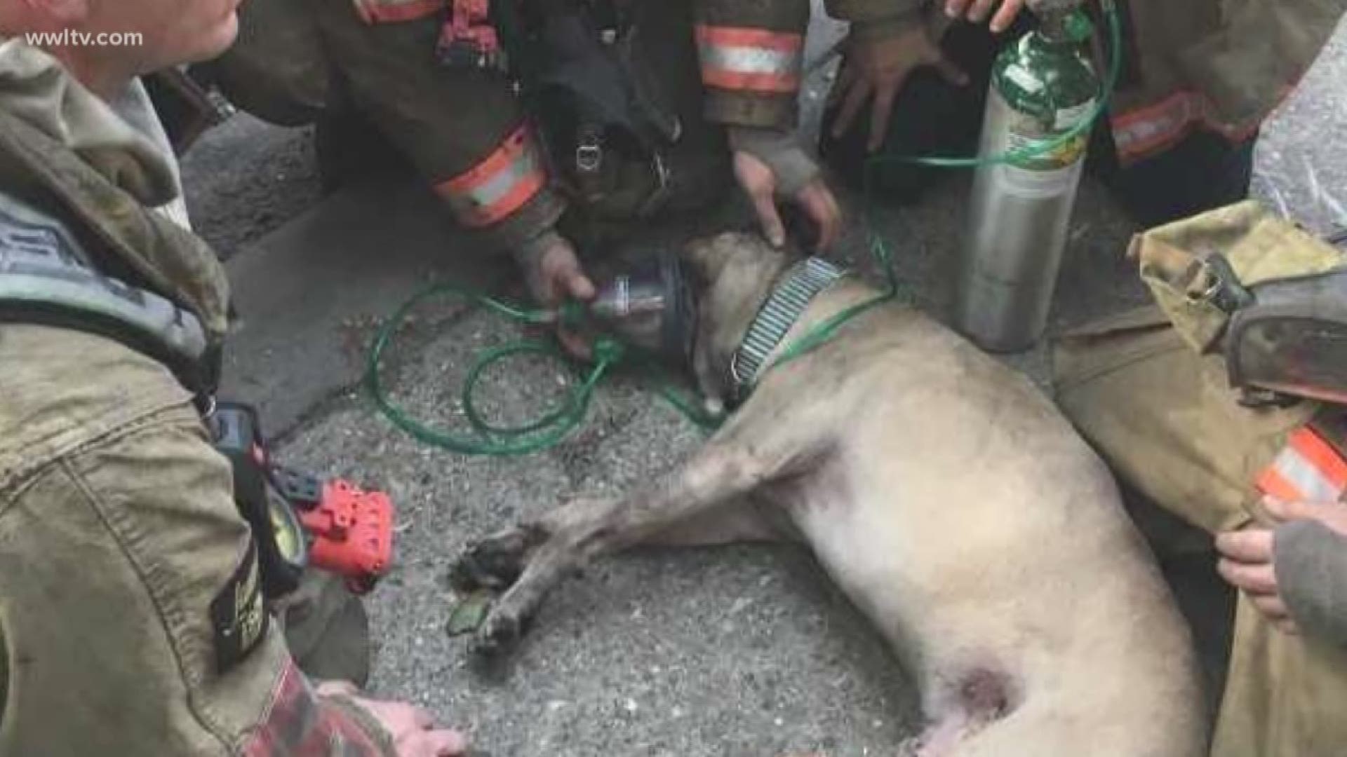 When a fire broke out at the Esplanade at City Park Thursday evening, the good news was no people were injured or lost their lives. But it was the picture on social media that stole people's hearts....first responders resuscitating a dog unconscious from smoke inhalation.