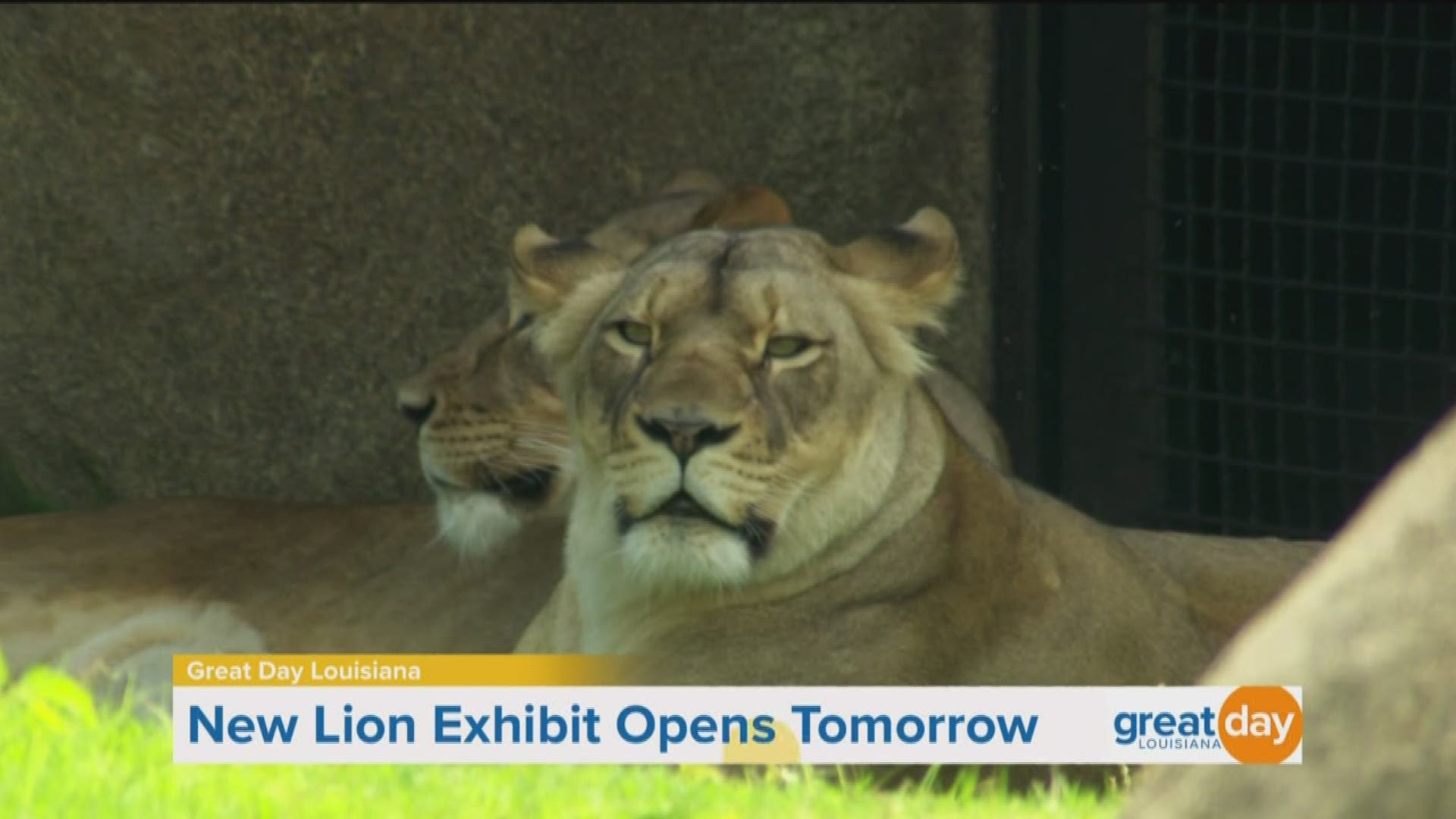 Joel Hamilton talks to Chef Kevin about the new lion exhibit opening tomorrow at the Audubon Zoo. Head to audubonnatureinstitute.org/zoo for more information.