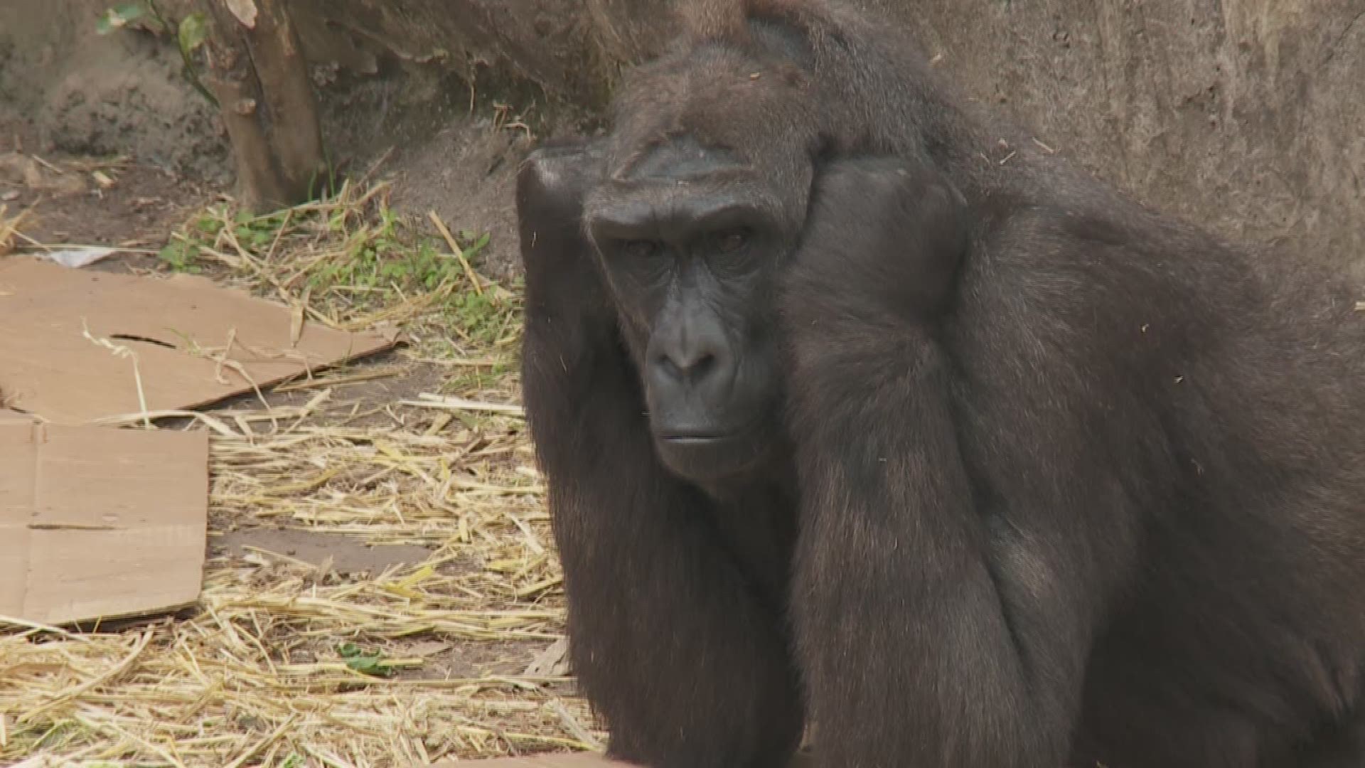 Zoo Association to review Audubon gorilla blockthrowing incident