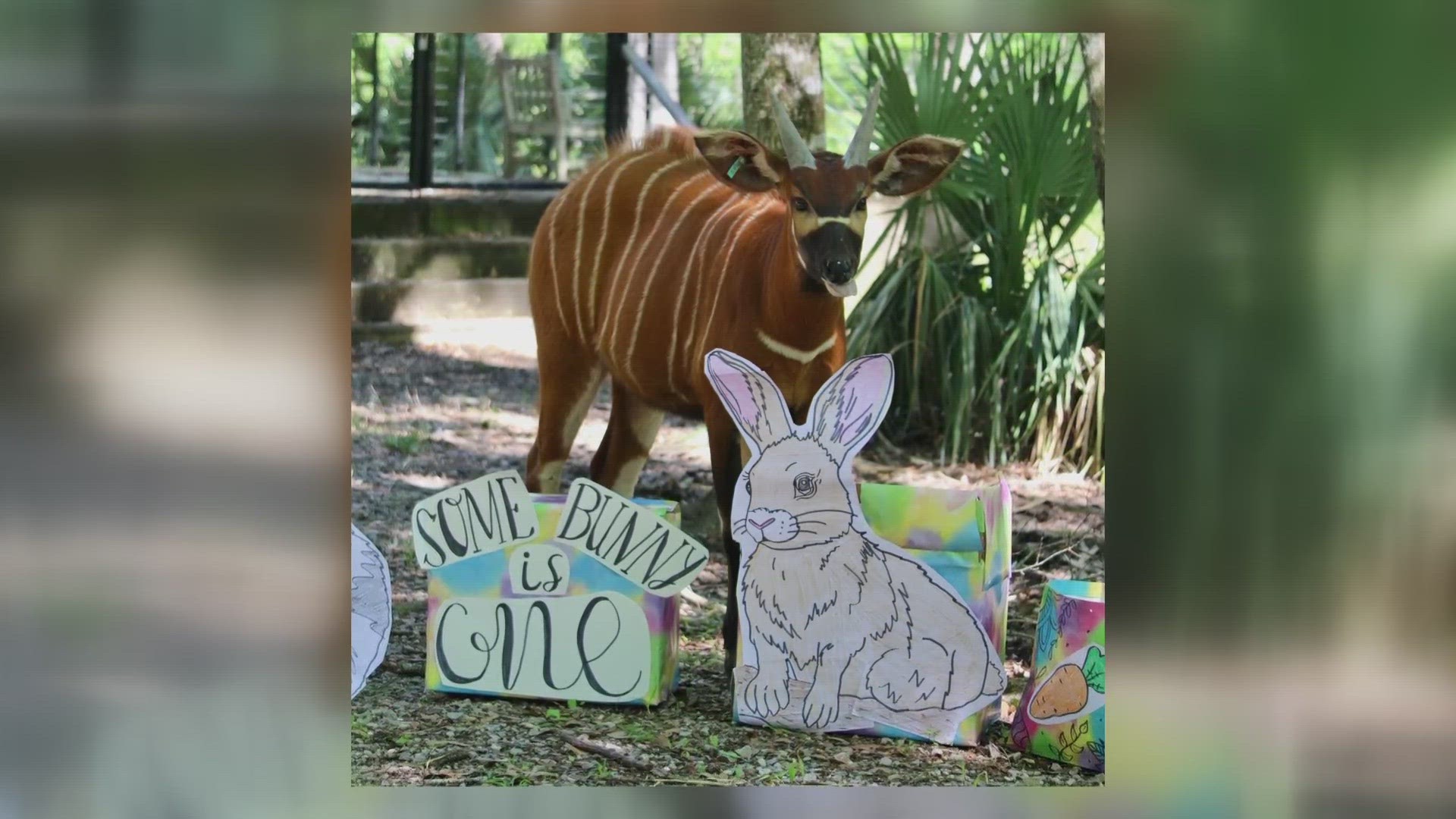 Eastern bongo celebrates first birthday | wwltv.com