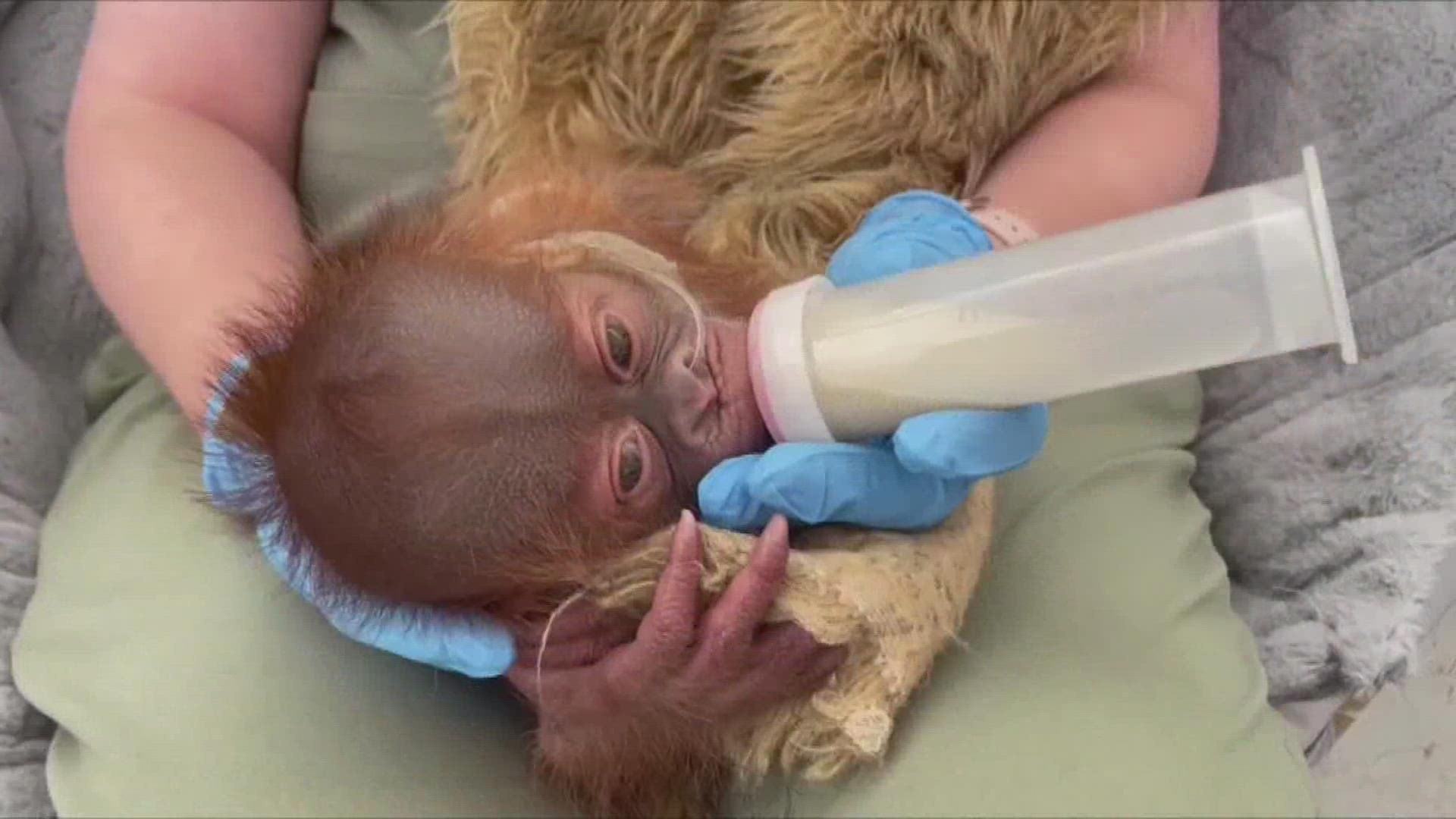 An Audubon Zoo spokeswoman says the unnamed baby was being tube-fed as well, but the tube was removed on Jan. 13