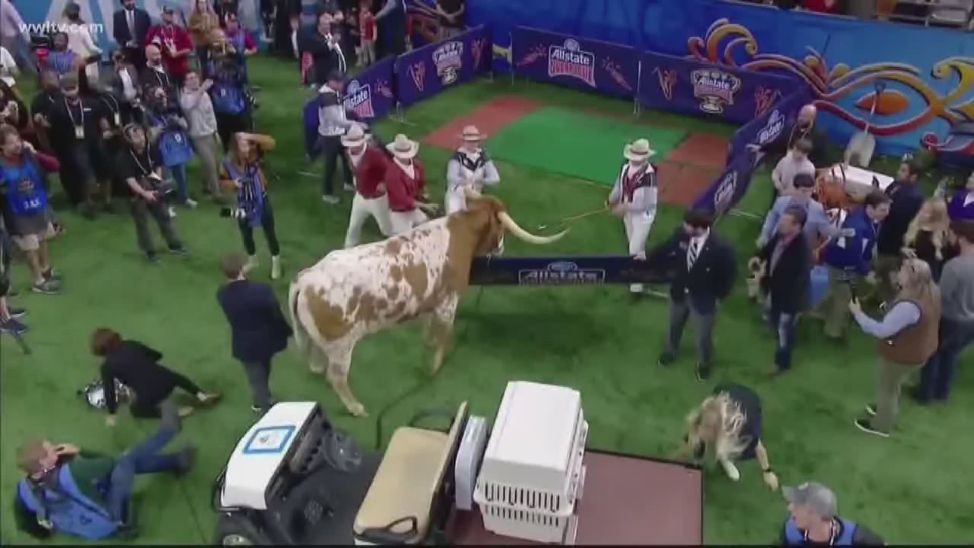It's the play on the Sugar Bowl sidelines that's getting as much attention as those on the gridiron. The UT mascot, Bevo, a 1,600 pound longhorn steer, could have had a penalty flag thrown for unnecessary roughness and a personal foul, as he pushed out of bounds towards UGA, Georgia's bulldog. Now PETA wants change.