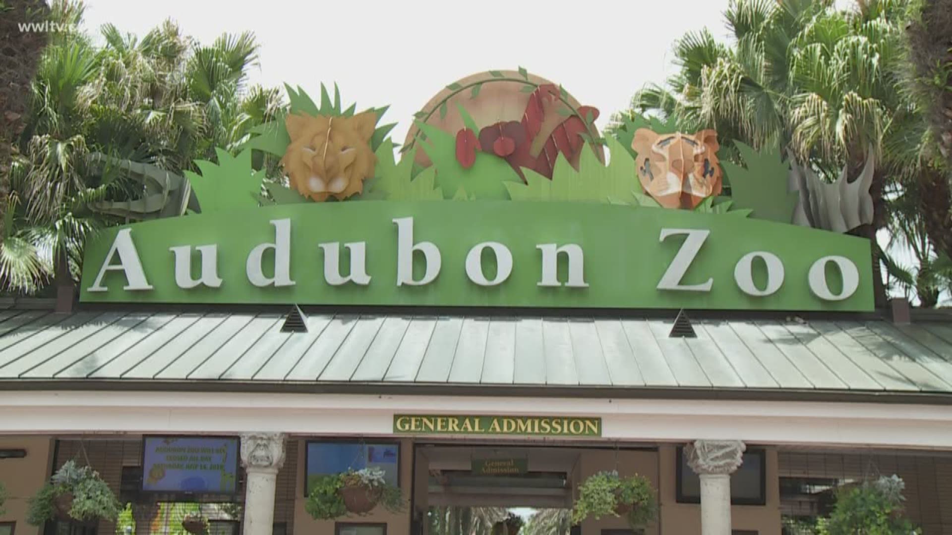 Audubon Zoo jaguar escaped through compromised roof in enclosure