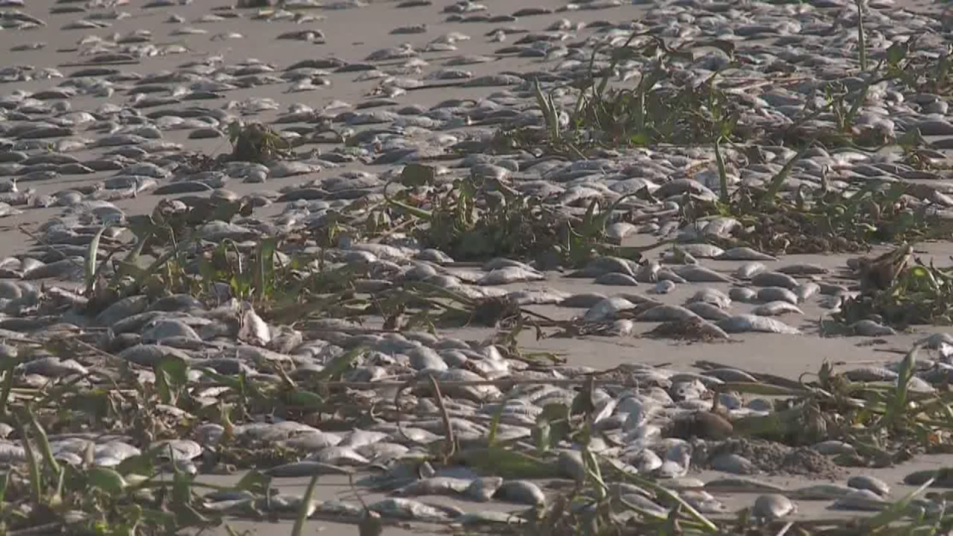 Thousands of dead fish wash up on Grand Isle beach | wwltv.com