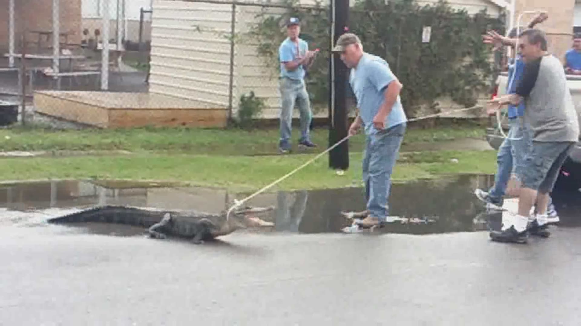 Guys bravely try to grab Bucktown alligator