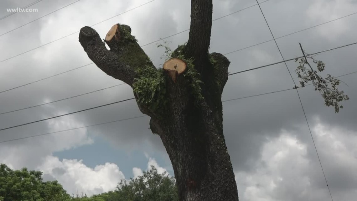 2 live oak trees illegally cut down in Lower 9th Ward
