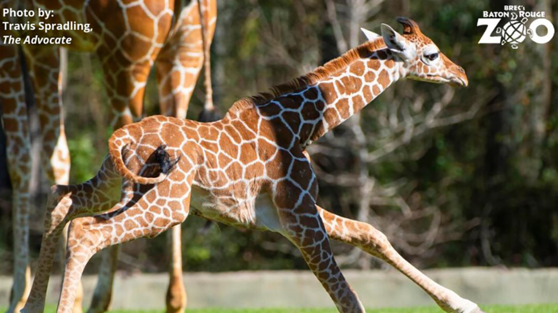 Giraffe at Louisiana zoo named for Bengals quarterback Joe Burrow