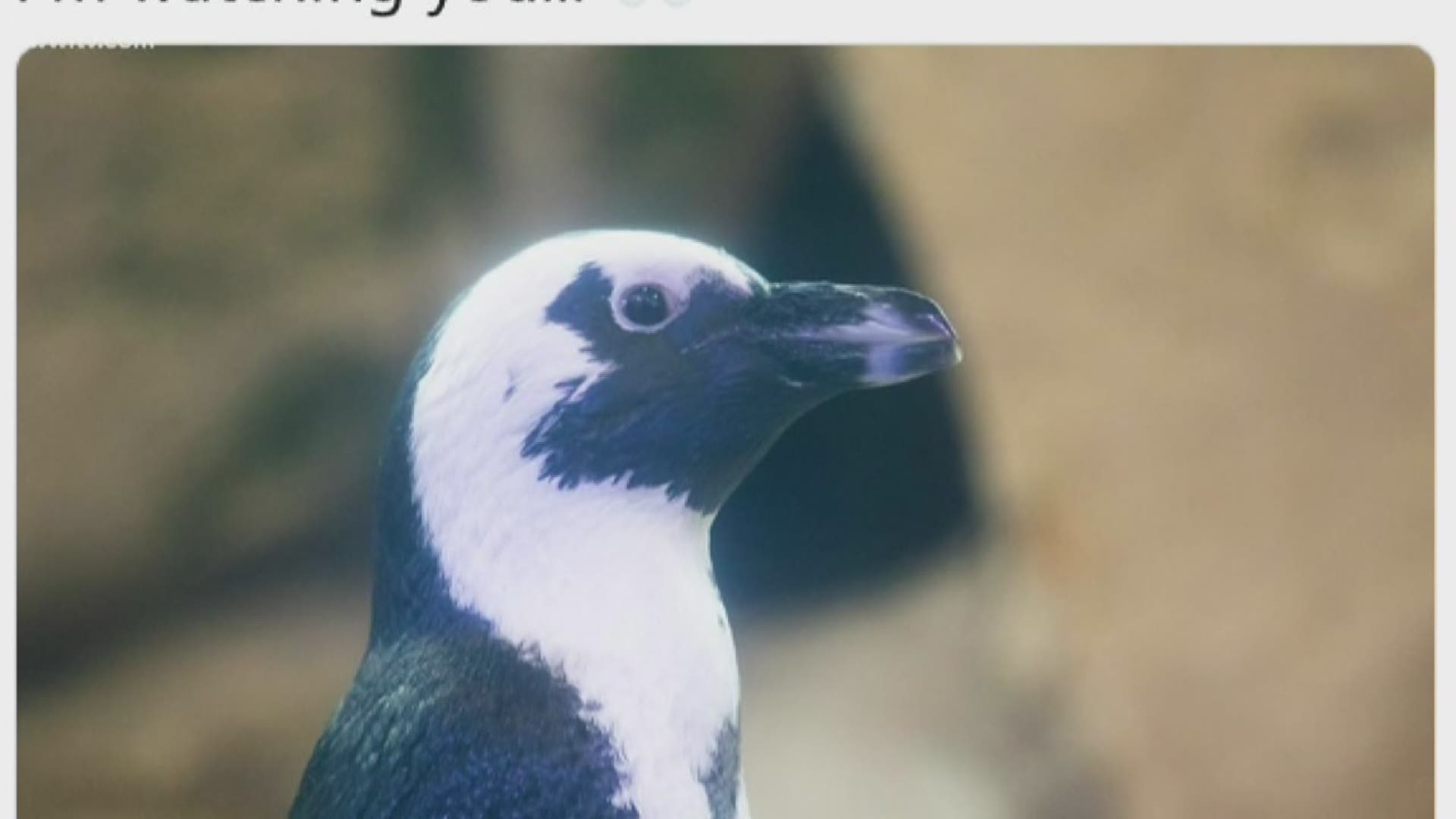 Elmyr is a 4-year-old African penguin with one massive following on Twitter.