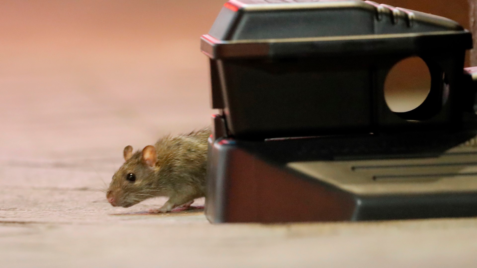 City director of Mosquito, Termite and Rodent Control Claudia Riegel said the rats are scurrying because restaurants don't have dine-in service anymore.