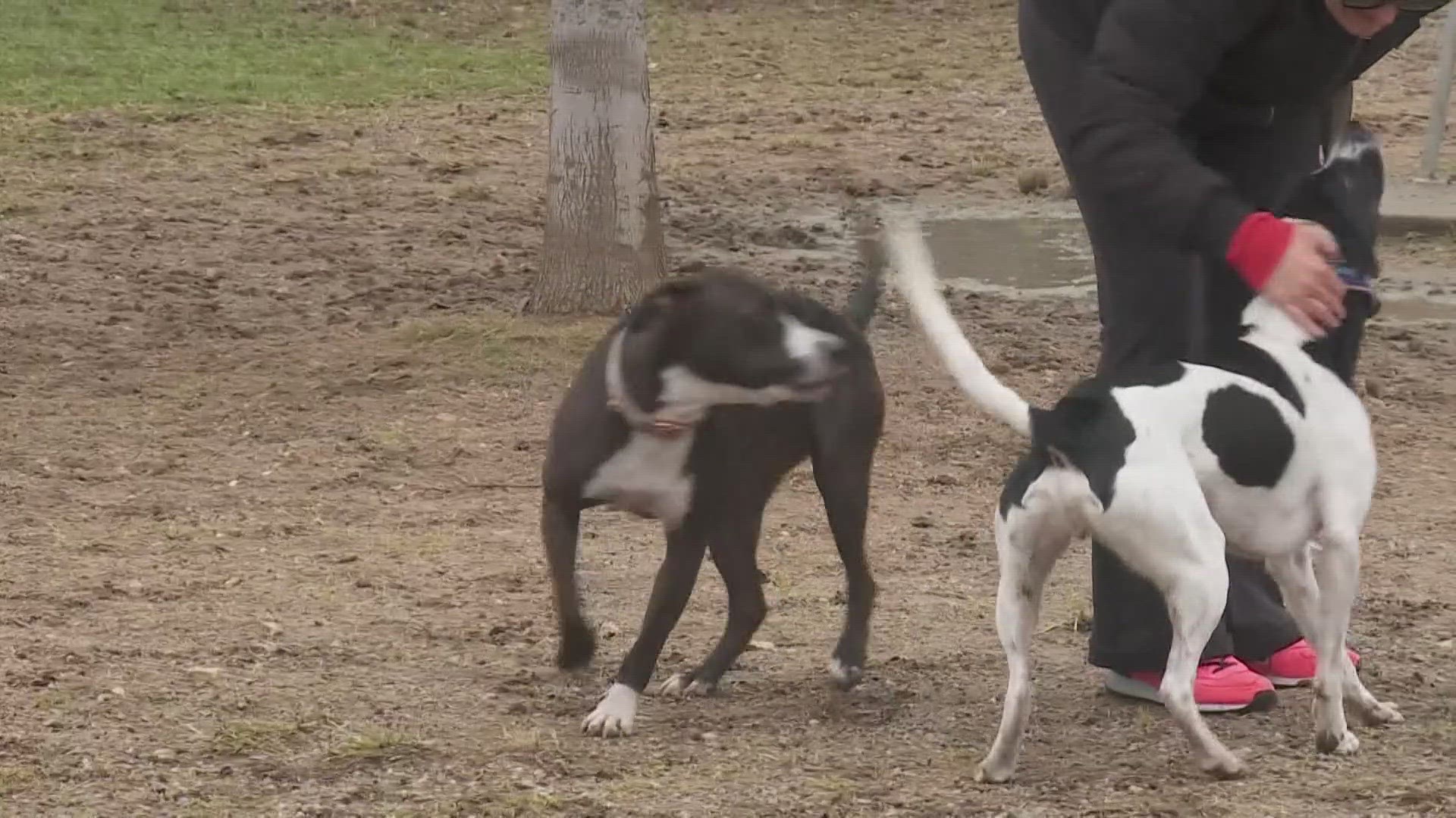 For the first time in memory, the workers at the shelter on the northshore said no animals remain at the shelter during the freeze.