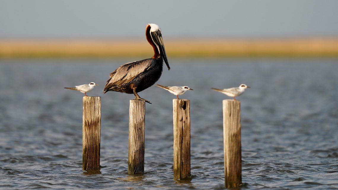 Vanishing islands, climate change threaten brown pelicans - Vimarsana News