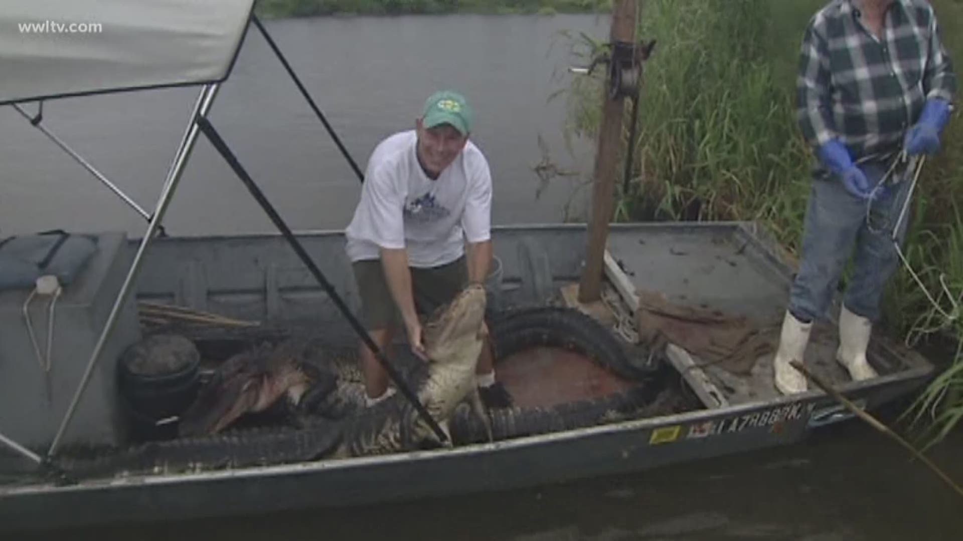 Low prices make for slow alligator season in Louisiana