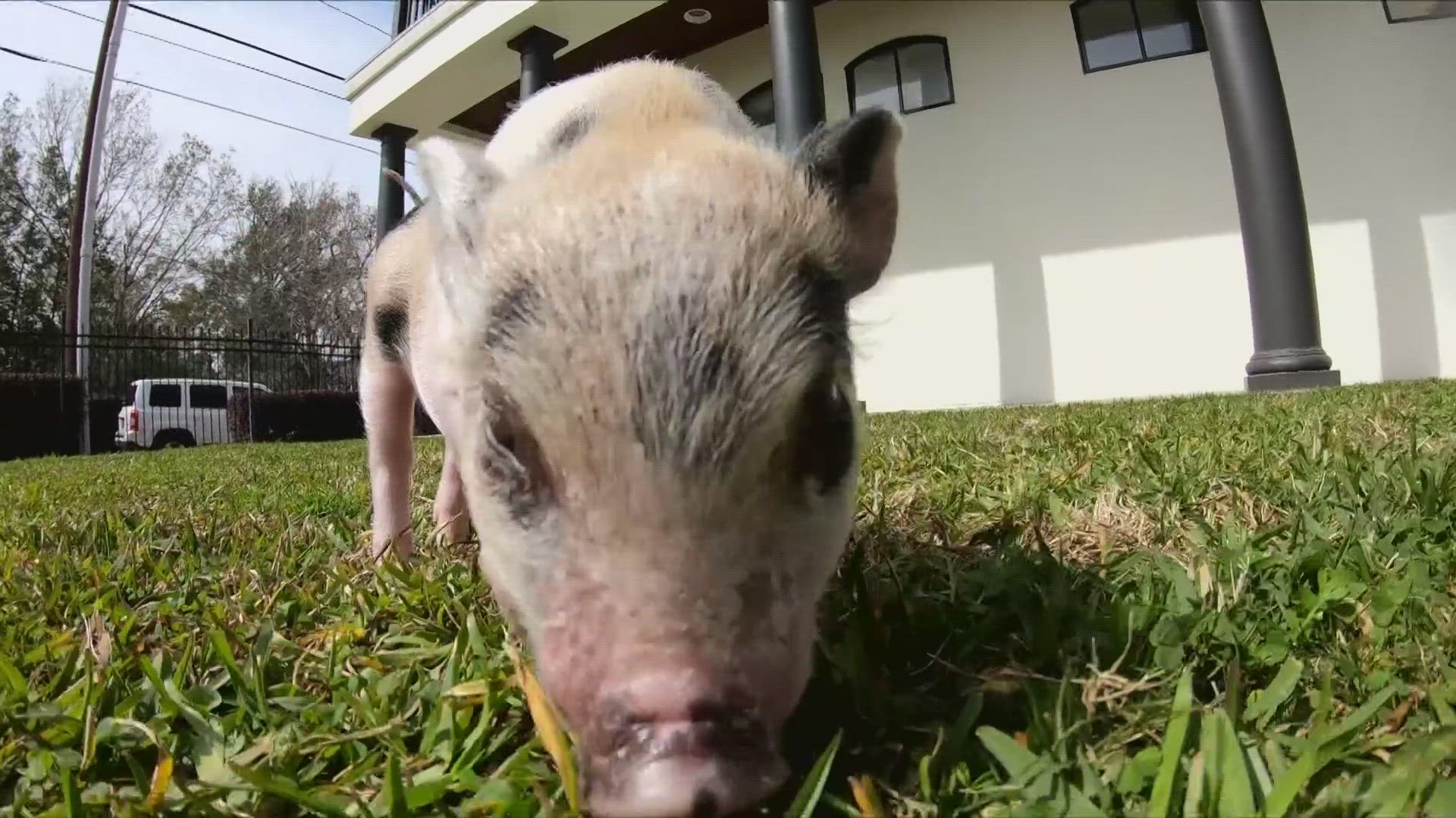 Rescued piglet gets a new home and pardon