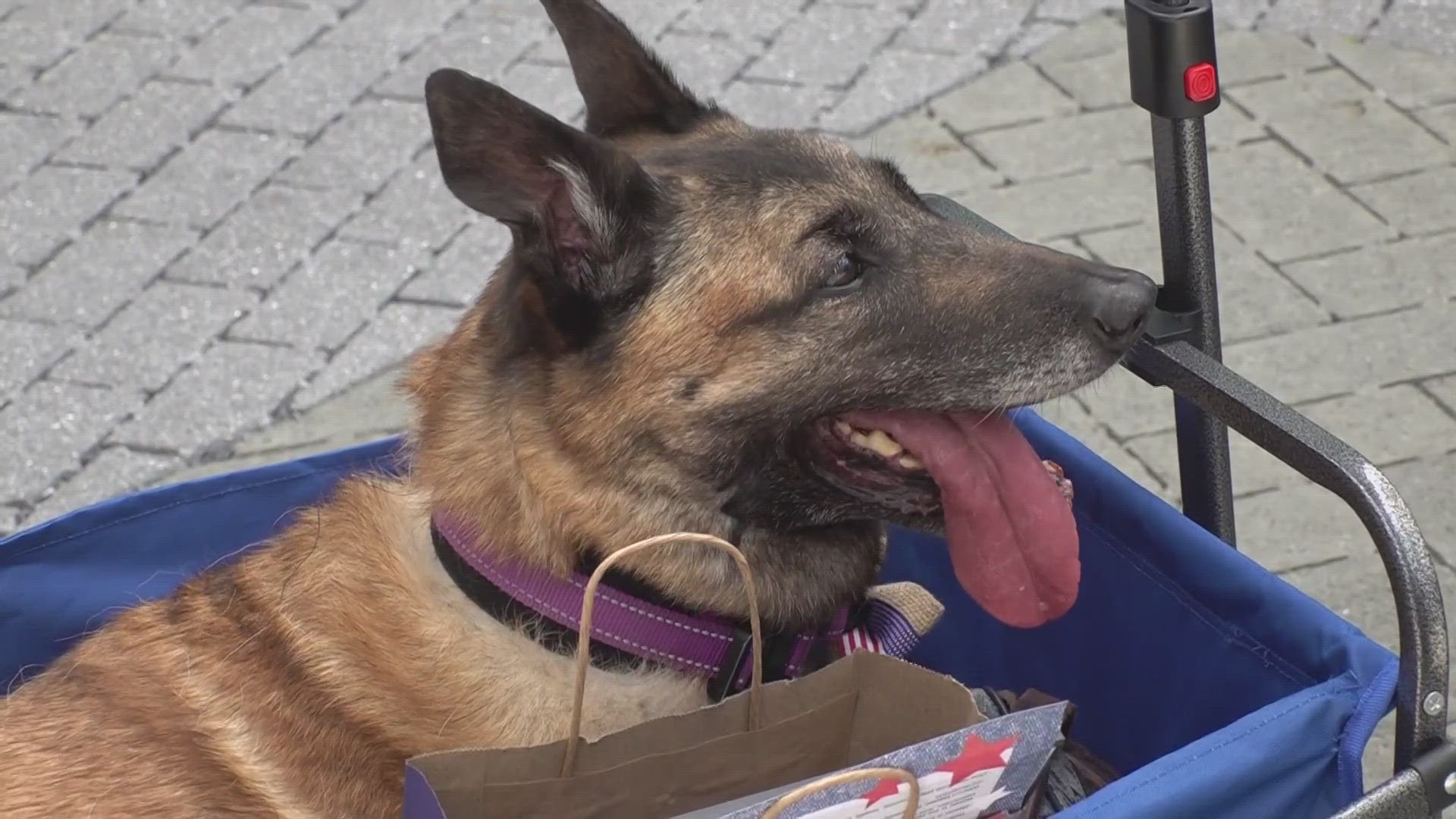 The Society Daughter of American Colonists gave an award to a 13-year-old Belgian Malinois named Layka.