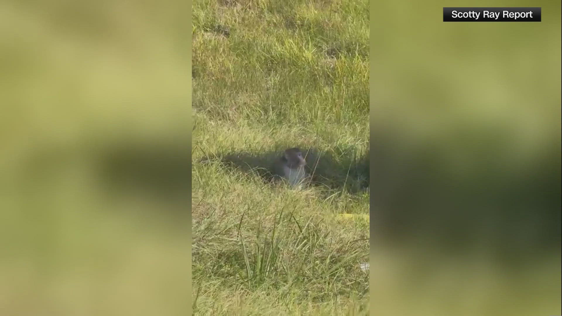 Mississippi Homeowner Shoots Escaped Monkey | wwltv.com