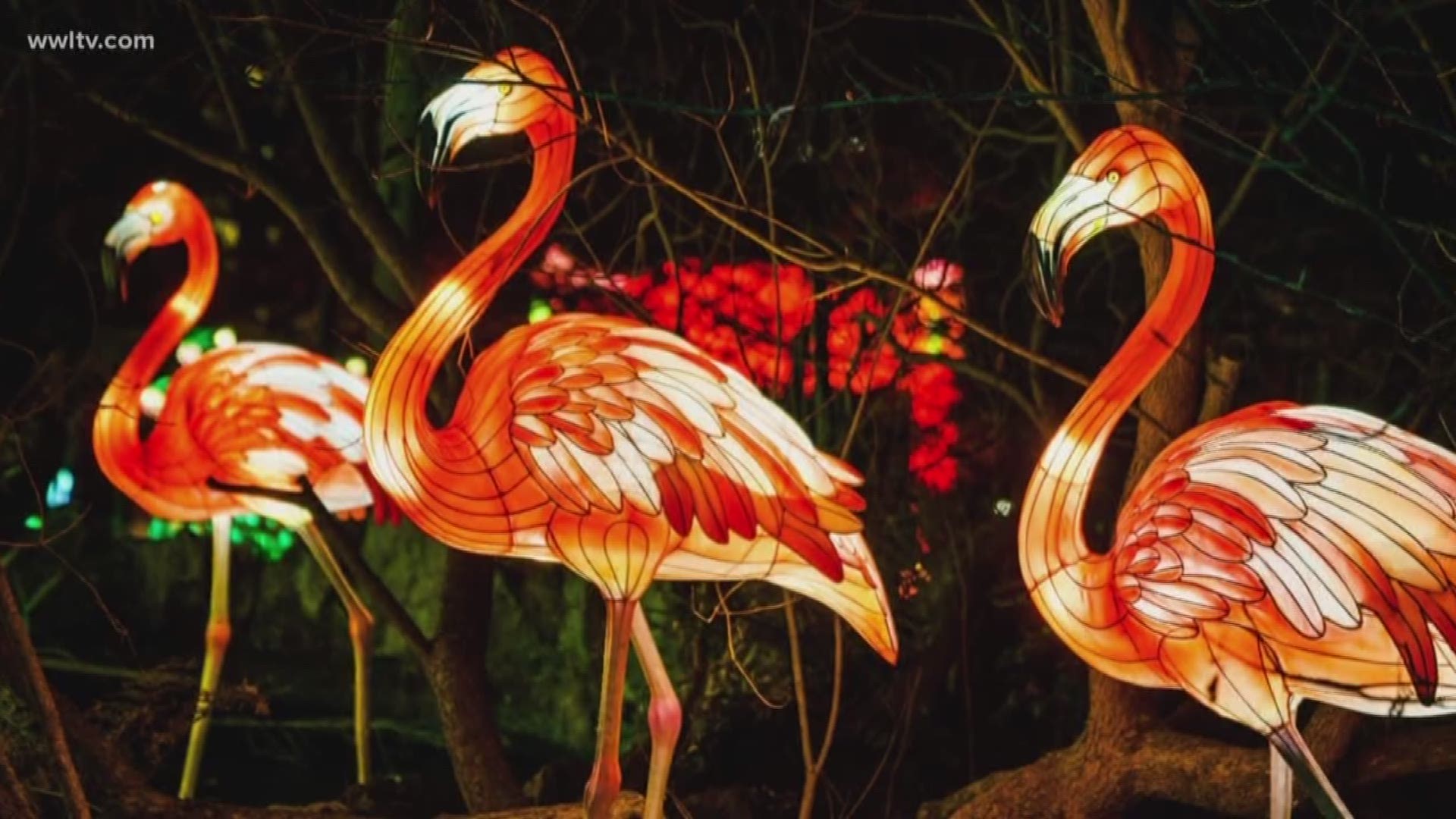 Audubon Zoo unveils new holiday tradition 'Audubon Zoo Lights'