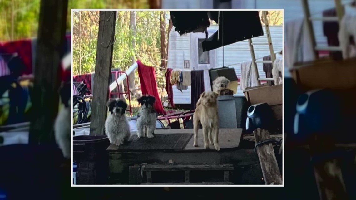 Person arrested for animal cruelty to 30 dogs in St. Tammany Parish, animal shelter overwhelmed - Vimarsana News